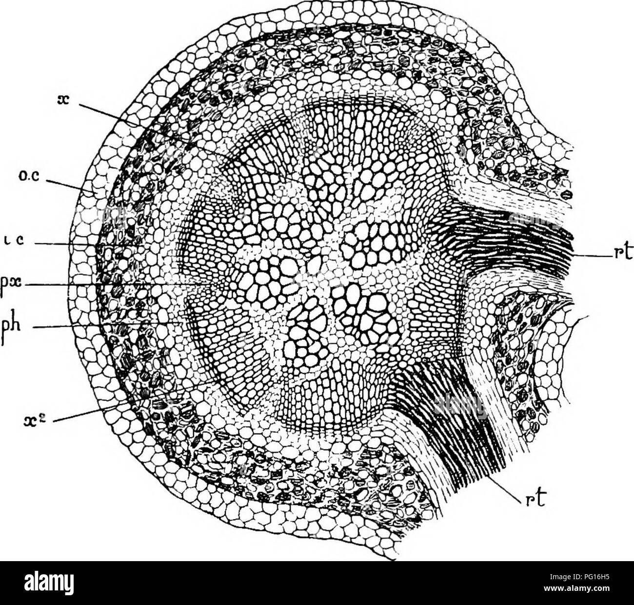 . Studies in fossil botany . Paleobotany. •LYGINODENDRON 379 are