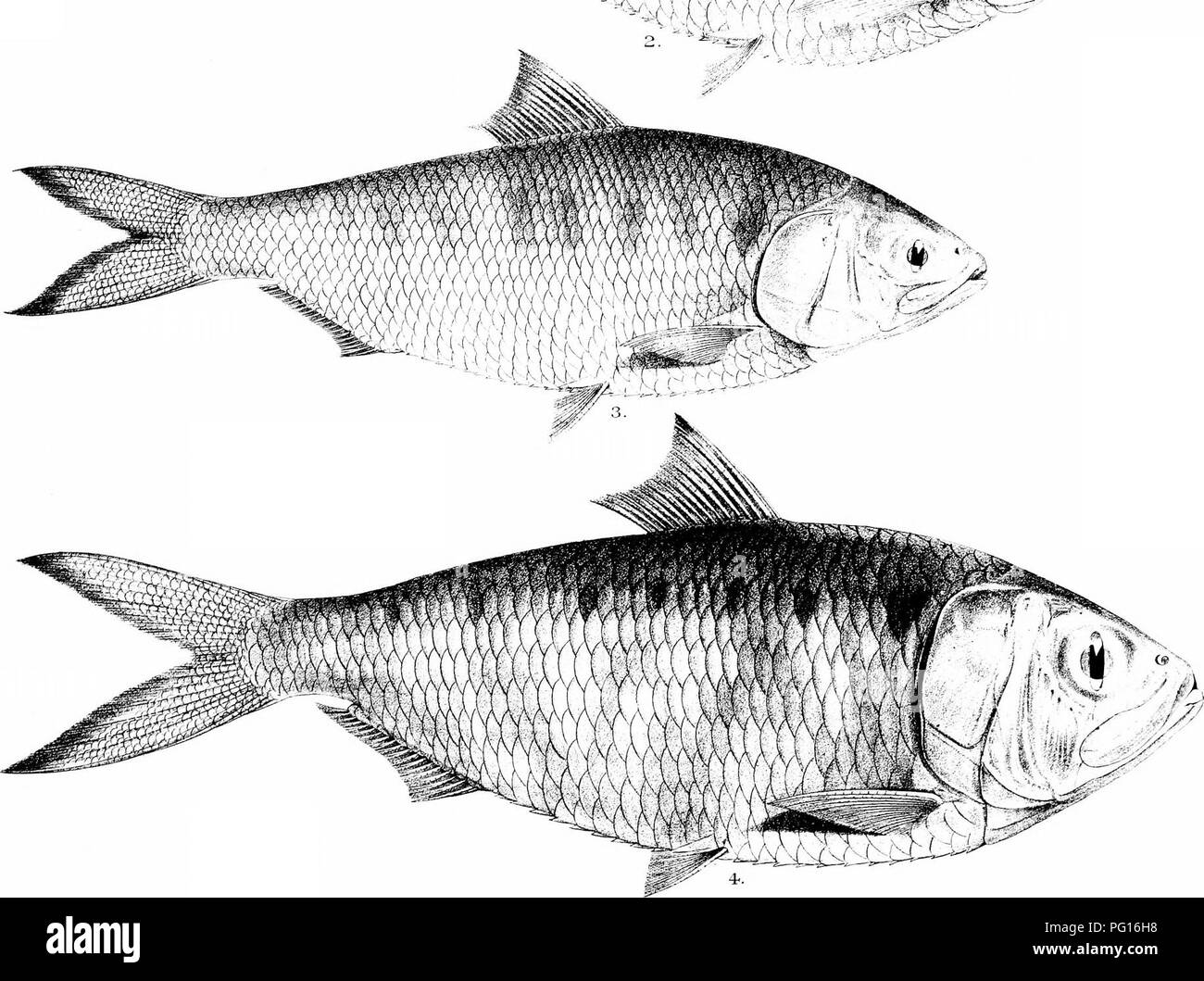 . The fishes of India; being a natural history of the fishes known to inhabit the seas and fresh waters of India, Burma, and Ceylon. Fishes. %^'&gt;l^( Pf rill I ! I ,' yti '4 I f ---^ %. C Achilles dol eMilh. !vanten-i Bros â .mp. 1. CLUPEA LILE. 2. C TOLL 3. C. ILLSHA. 4. C. KANAGURTA. 5. CORICA SOBORNA.. Please note that these images are extracted from scanned page images that may have been digitally enhanced for readability - coloration and appearance of these illustrations may not perfectly resemble the original work.. Day, Francis, 1829-1889. London, B. Quaritch Stock Photo