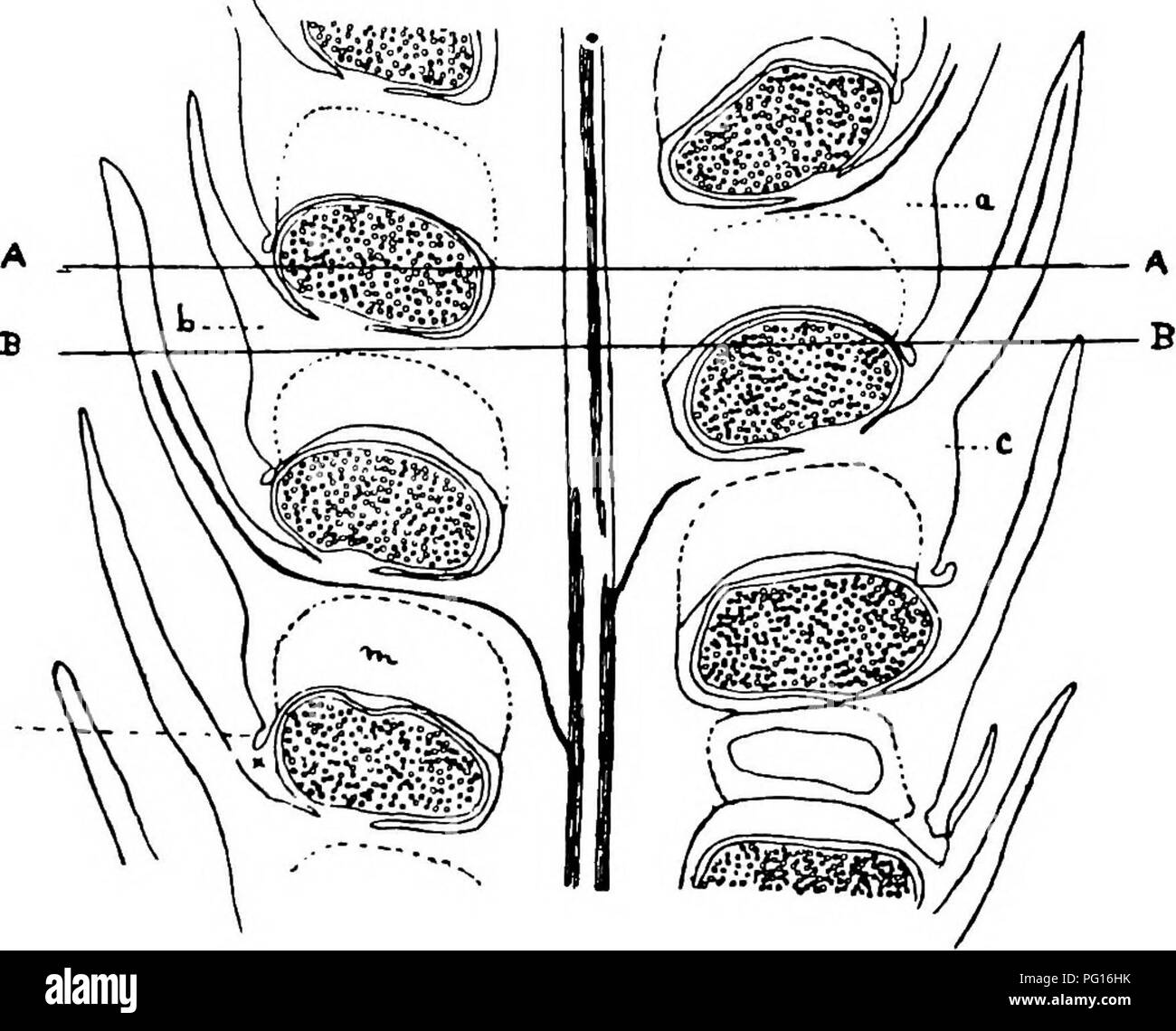 . Fossil plants : for students of botany and geology . Paleobotany. xiv] LYCOPODIUM 47 (fig. 126, A) to afford protection to the lower sporangia, their efficiency being increased by the lignified and thicker walls (A, a) of the cells in the lower portion of the laminar expansion. The cells of the sporangial wall are provided with strengthening bands which in surface-view (fig. 126, B) present the appearance of prominent pegs. Since the appearance of Miss Sykes's paper on the sporangium-bearing organs of the Lycopodiaceae, Dr Lang* has published a more complete account of the structure of the s Stock Photo