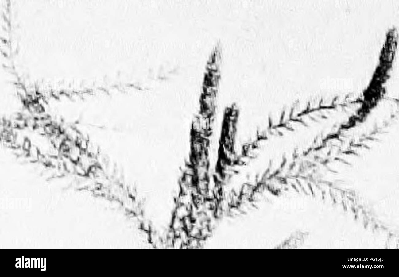 . Fossil plants for students of botany and geology . Paleobotany. 38