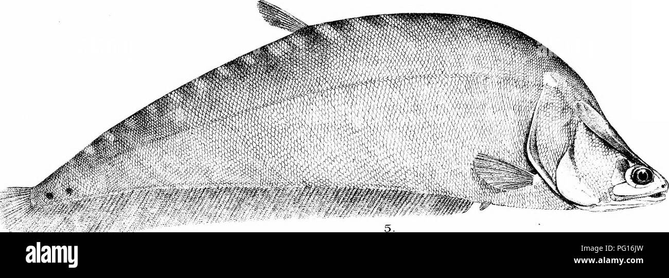 Notopterus chitala Black and White Stock Photos & Images - Alamy