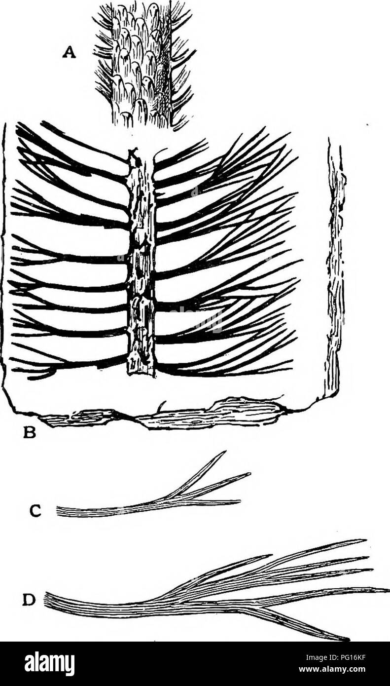 . Fossil plants : for students of botany and geology . Paleobotany. XLII] DICBANOPHYLLTJJW 95 nearly vertical but in most species they become widely extended and on older branches may be reflexed as in some Lycopods (fig. 121, B, Vol. 11. p. 35). There is some evidence that the pith was discoid as in Cordaites^. The microsporophylls are said to be borne in small ovoid strobili in the axils of foliage leaves, but. Fig. 671. Dicranophyllum gallicum. A, piece of a stem showing leaf- cushions. B—D, foliage-shoot and leaves. (After Grand'Eury.) the only evidence as to their structure so far adduced Stock Photo