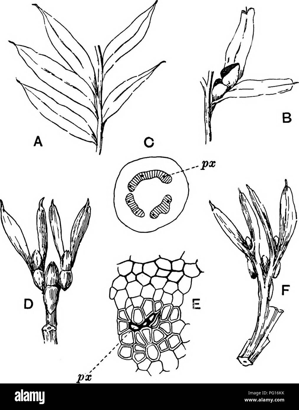 . Fossil plants : for students of botany and geology . Paleobotany. 22 PSIliOTALES [CH. adaxial surface an elongated bilocular synangium attached to a very short stalk (fig. 120, B). Reference has already been. Fig. 120. Tmesipteris. A. Foliage leaves. B. Sporophyll and bilocular synangium. C. Diagram of transverse section of stele, px, protoxylem. D. F. Abnormal sporophylls. (From drawings made by Prof. Thomas and generously placed at my disposal. A.C.S.) E. Portion of C enlarged. made to the divergent opinions as to the morphological nature of the sporophylls or sporangiophores, but recent i Stock Photo