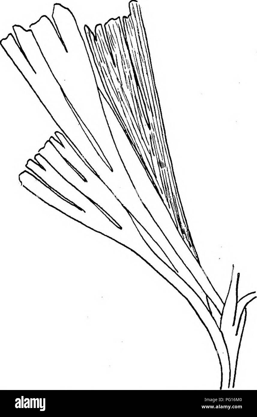 . Fossil plants : for students of botany and geology . Paleobotany. XLfl] FSYGMOPHYLLTJM 87 divided by a deep median sinus into two bilobed segments and agrees closely with some species of Baiera. By some authors this species would be included in Ginkgophyllum but, as already stated in the account of the genus, the degree of dissection of the leaves is too variable and unimportant a character to be made the basis of a generic differentiation. Psygmophyllum Grasserti (Saporta). This Permian species from Lodeve^, France, agrees closely with P. fiabellatum in the size and outline of the leaves as Stock Photo