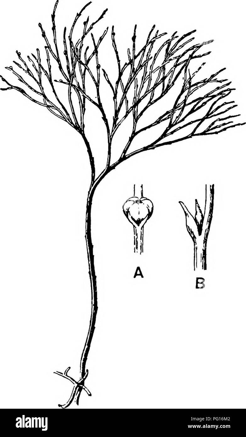 . Fossil plants : for students of botany and geology . Paleobotany. 18 PSILOTALES [CH. Sw. (fig. 118) and P. complanatum Sw., flourishes in moist tropical regions of both hemispheres, growing either on soil rich in organic substances or as an epiphyte. Both genera are considered to be more or less saprophytic.. Fig. 118. Psilotum triquetrum (J natural size). A. Synangium. B. Sporophyll after removal of the synangium. (M.S.) Psilotum. The common tropical species P. triquetrum (fig. 118) is characterised by an underground rhizome which forms a confused mass of dark brown branches covered with fi Stock Photo