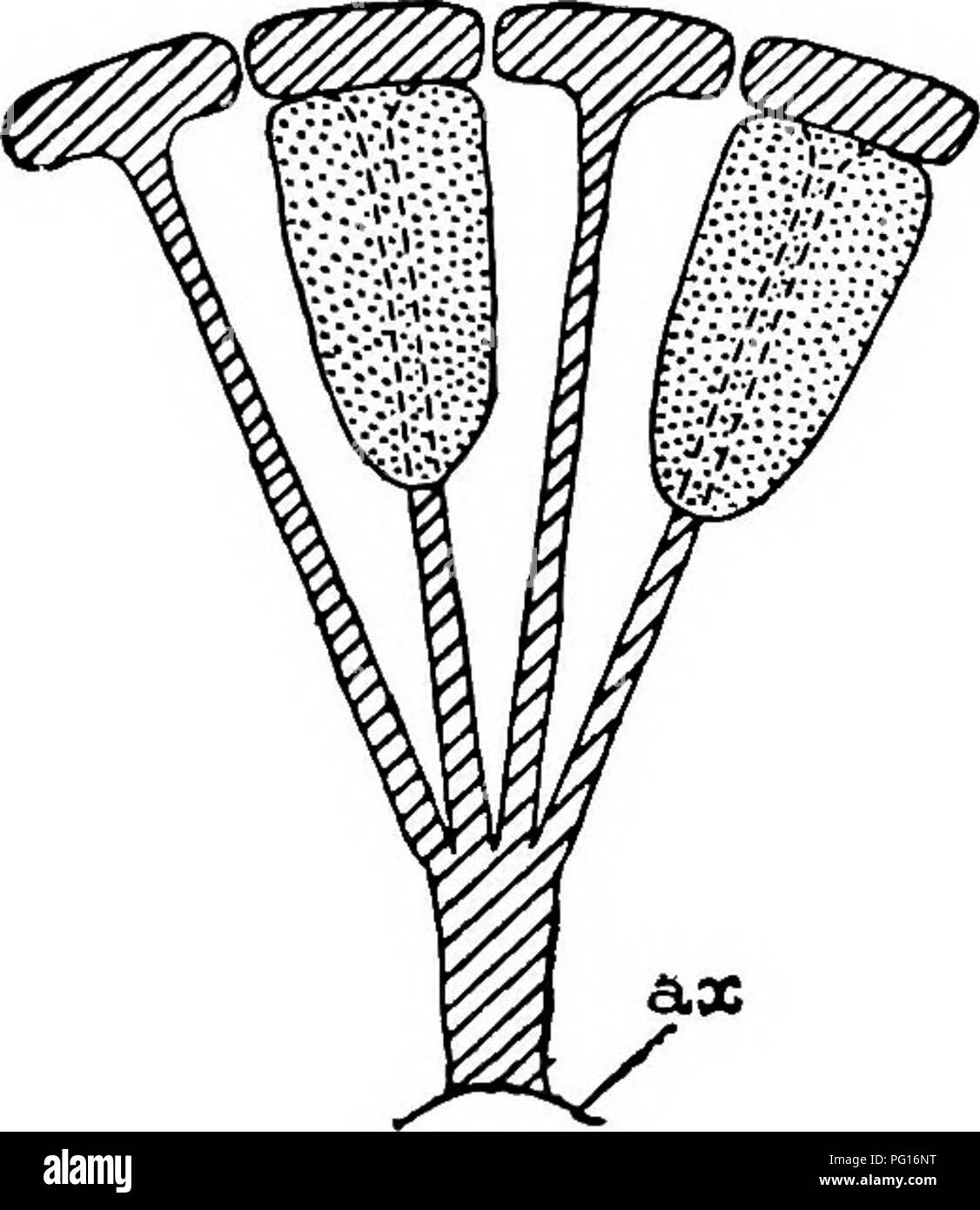 . Fossil plants : for students of botany and geology . Paleobotany. XIl] SPHENOPHYLLUM the base and forming a narrow flange encircling the axis. Each bract, the base of which forms part of the narrow collar surrounding the axis, consists of two lobes, ventral and dorsal, divided palmately into several (sometimes four) segments or sporangiophores (fig. 115). Each sporangiophore terminates distally in an oblong or oval lamina bearing two sporangia on its adaxial face (fig. 114). The space between the axis and the periphery of the cone is thus occupied by crowded peltate laminae, each with its pa Stock Photo