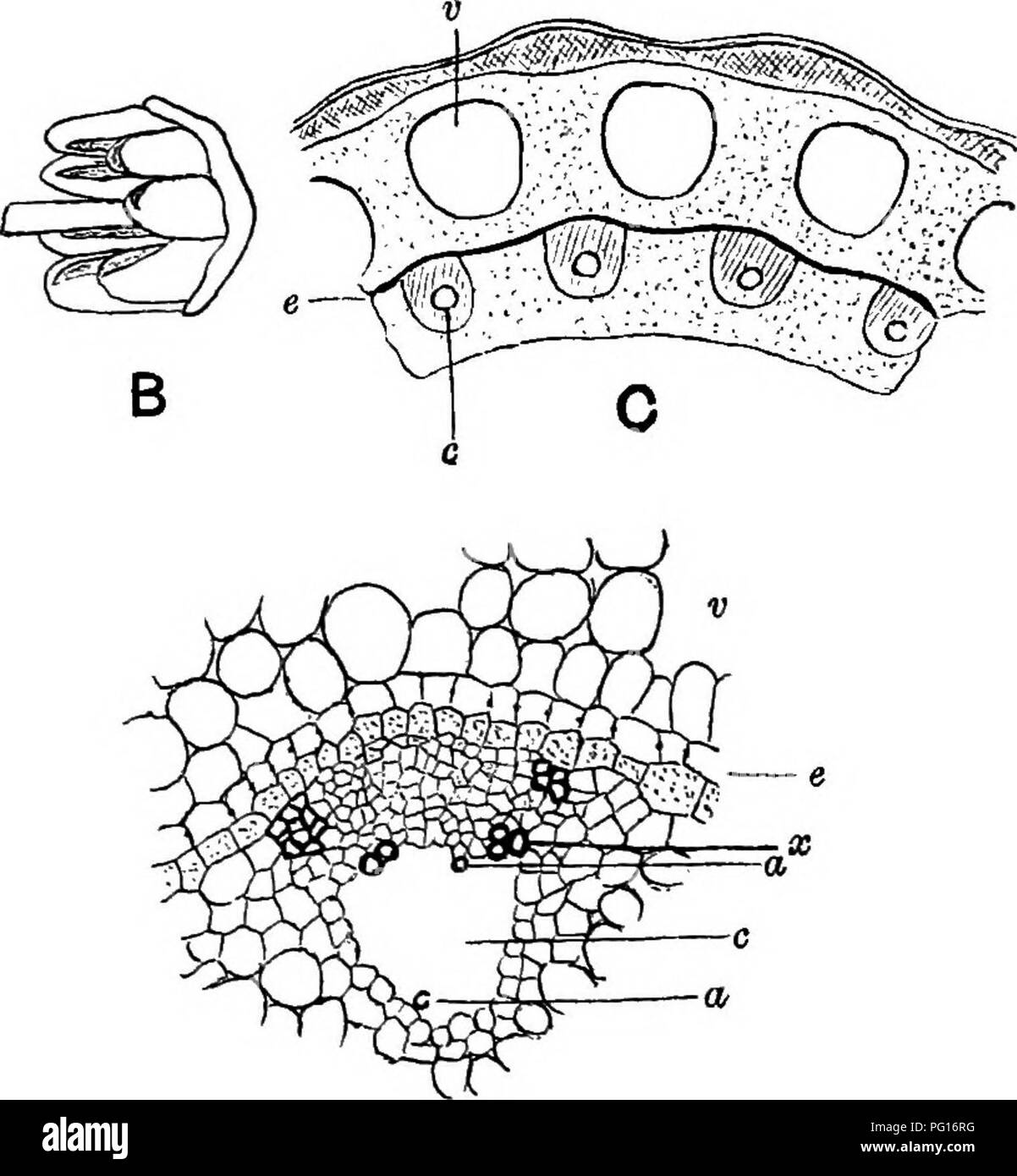 . Fossil plants : for students of botany and geology . Paleobotany. 246 PTERIDOPHYTA. [CH. main characters of the recent genus will enable the student to appreciate the points of difference and agreement between the extinct and present representatives of the Equisetales.. Fig. 52. Equisetum maximum Lam. A. Fertile shoot with strobilus and sterile leaf-sheaths [after Luerssen (89); slightly less than nat. size]. B. Sporophyll bearing open sporangia (after Luerssen; slightly enlarged). C. Part of a transverse section (diagrammatic); v, vaUecular canals, e, en- dodermis, u, carinal canals (after  Stock Photo