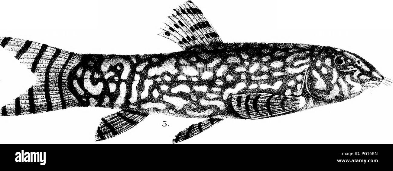 . The fishes of India; being a natural history of the fishes known to inhabit the seas and fresh waters of India, Burma, and Ceylon. Fishes. &gt;'!},.y del. Mmtem Bros irii 1 BOTIA DARIO. 2,J3. OETO. .M B, BERDMOREI. 4 B HISTRIOITICA. e.JERDONJA MACULATA. 5. B. ALMORHyf,,. Please note that these images are extracted from scanned page images that may have been digitally enhanced for readability - coloration and appearance of these illustrations may not perfectly resemble the original work.. Day, Francis, 1829-1889. London, B. Quaritch Stock Photo