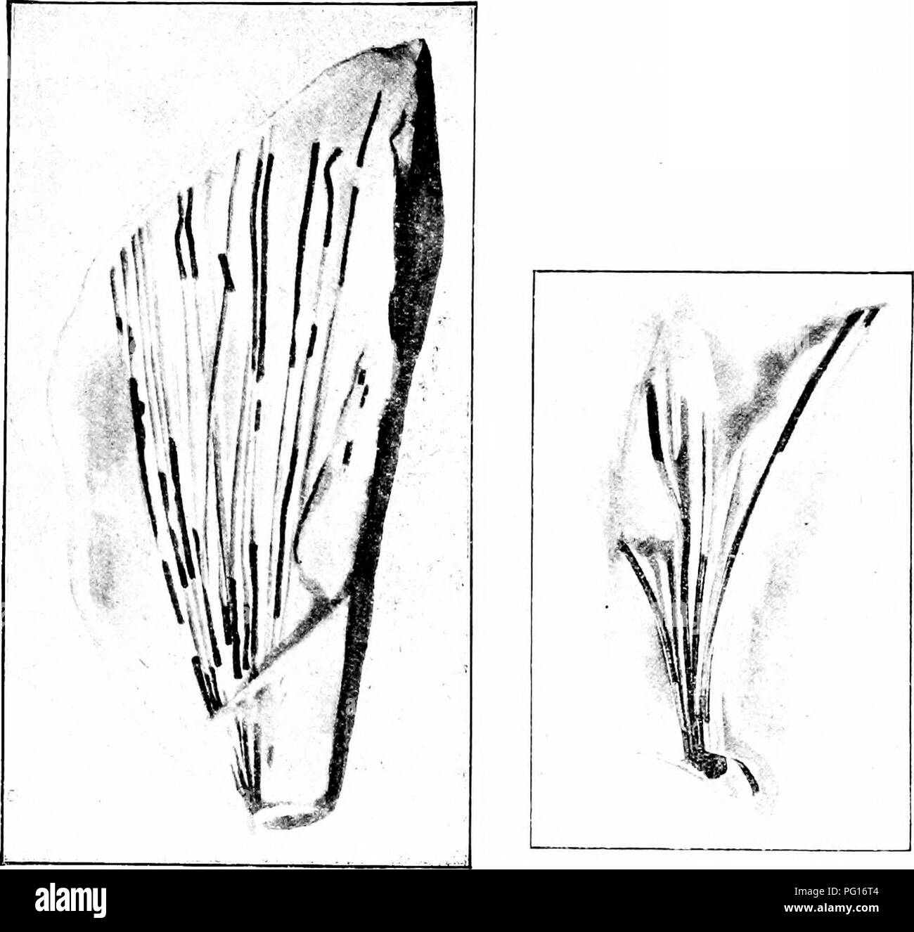 . Fossil plants : for students of botany and geology . Paleobotany. 64 CZEKANOWSKIA [CH. Jurassic floras and a few examples are recorded from Cretaceous strata. CzekanowsJcia Murrayana (Lindley and Hutton). On the specimen shown in fig. 660, A Lindley and Hutton^ founded the species Solenites Murrayana which they compared. A B Fig. 660. A, B, Czekanowshia Murrayana. A, The type-specimen of Solenites Murrayana, Lind. and Hutt., from the Middle Jurassic plant-beds of York- shire. (British Museum, no. 3685, no. V. 368-1.) with Isoetes and Pilularia. The type-specimen is from the Middle Jurassic p Stock Photo