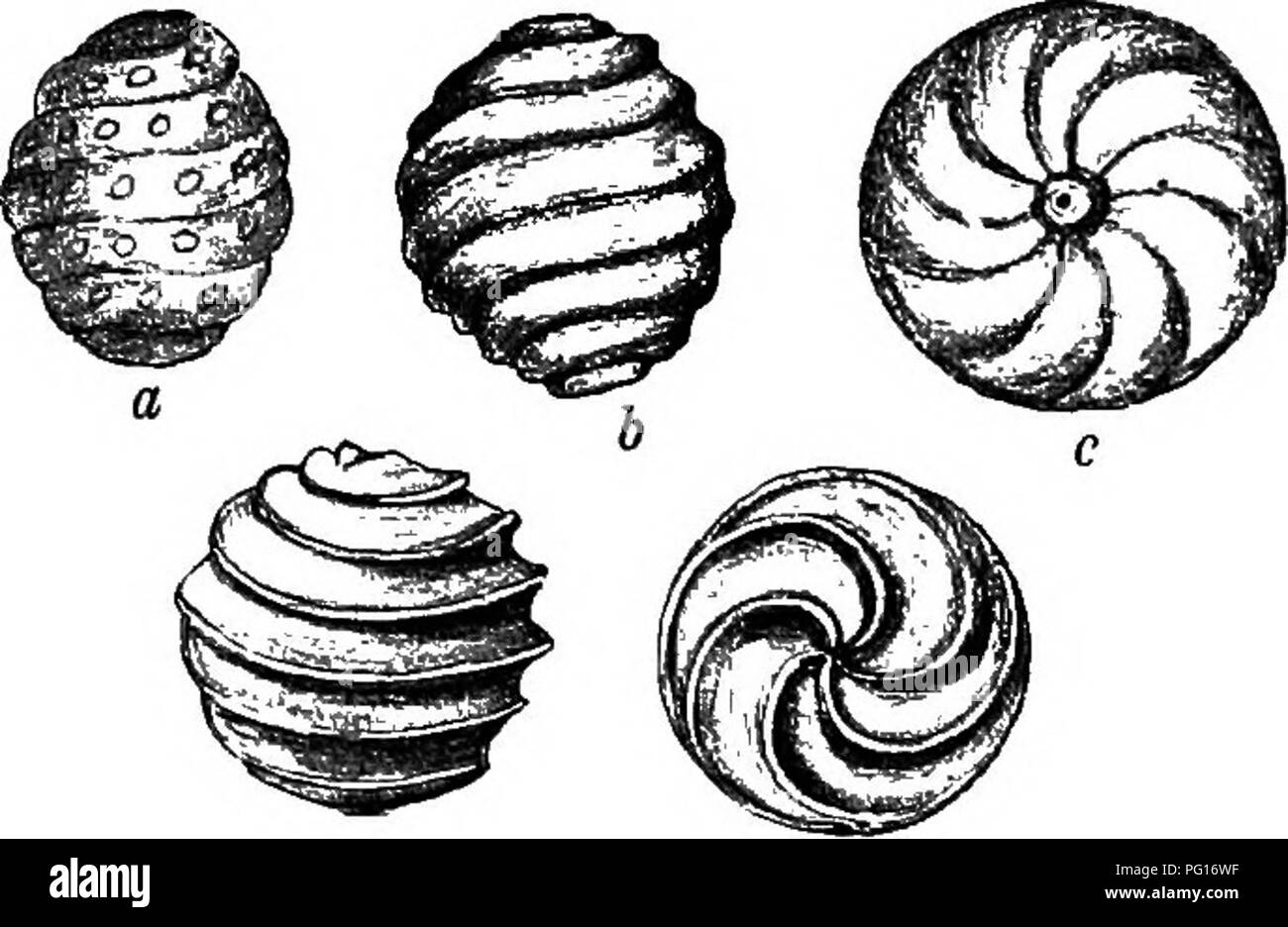 . Fossil plants : for students of botany and geology . Paleobotany. 226 THALLOPHTTA. [CH. they may at least be mentioned as possible but not certain Palaeozoic forms of Ghara or an allied genus.. d e Fig. 46. a. Chara Bleicheri Sa,Tp. x30. 6 and c. Devonian CAara ? sp. circa X 12. d and e. Chara Wrighti Forbes, circa x 12. 1. Chara Bleicheri, Saporta. Fig. 46, a. In this form the ' fruits' are minute and subspherical, &quot;39â&quot;44 mm. long, and â¢â 35â&quot;40 mm. broad, showing in side view 5â6 slightly oblique spiral bands. Each spiral band bears a row of slightly project- ing tubercles Stock Photo