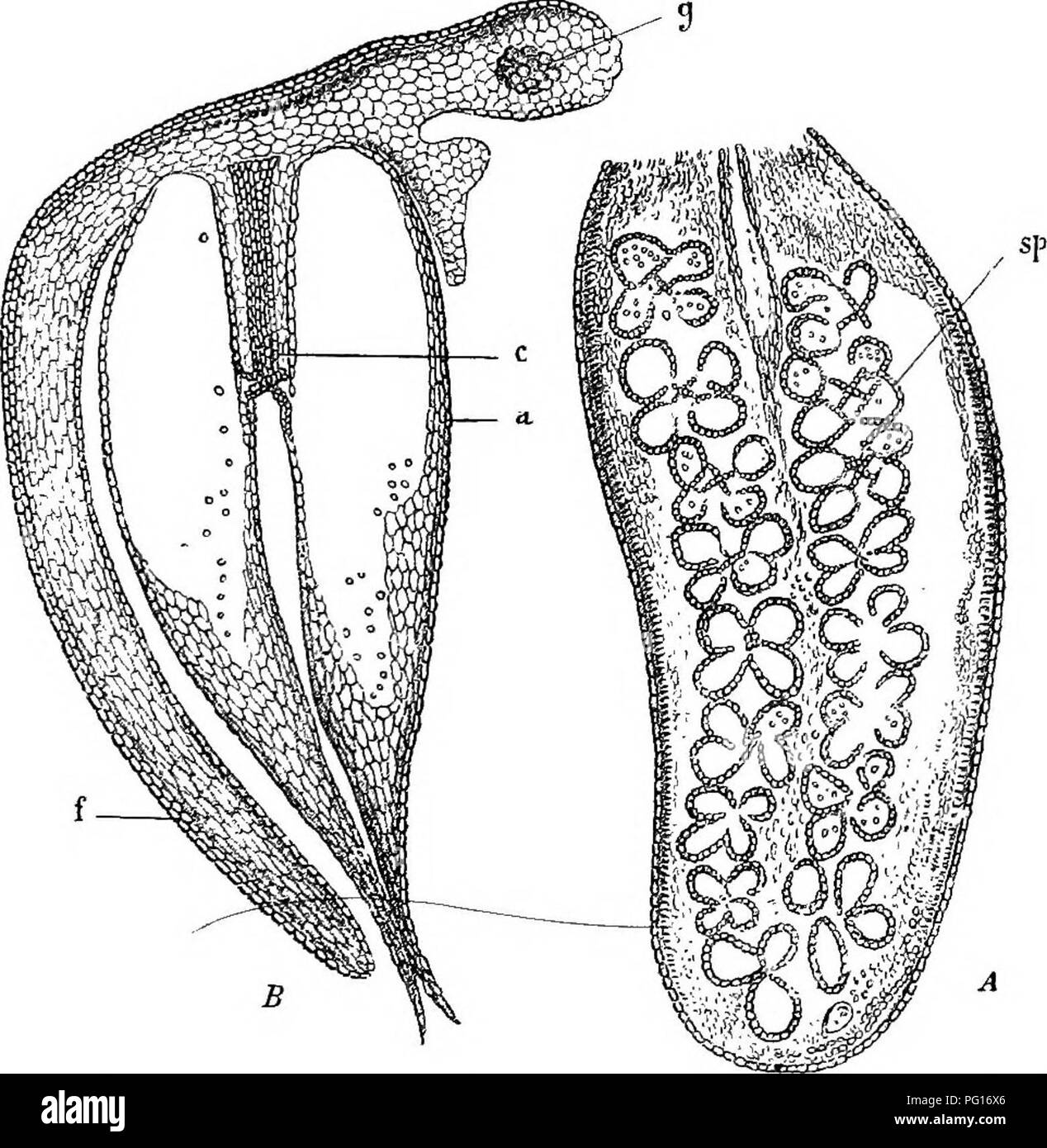 . Studies in fossil botany . Paleobotany. FERNSâFRUCTIFICATIONS 283 and with the central receptacle; higher up they become free, and dehiscence appears to have taken place on the inner side, where the sporangial wall was thinnest. Strasburger's remarks on the affinities of. Fig. no.âScolecopteris polymorpha. A. Lower surface of a fertile pinnule, showing numerous quadrisporangiate synangia (sj&gt;). Note the cruciform receptacle at the centre of some of the synangia. X about 8. B. Transverse section of half a pinnule, passing through a synangium. Â£â , vascular bundle of pinnule; f, infolded m Stock Photo