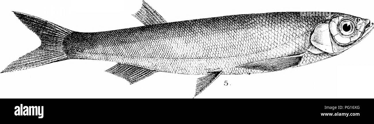 . The fishes of India; being a natural history of the fishes known to inhabit the seas and fresh waters of India, Burma, and Ceylon. Fishes. Mniterii BTt3 iirip. ir.HELA 3ARDINELLA. 2,C.ARGENTEA. 3. C. SLADONI. 4.C.BOOPIS. 5.C.BACA1LA.. Please note that these images are extracted from scanned page images that may have been digitally enhanced for readability - coloration and appearance of these illustrations may not perfectly resemble the original work.. Day, Francis, 1829-1889. London, B. Quaritch Stock Photo