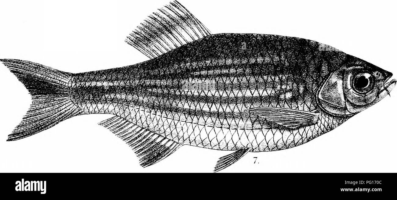 . The fishes of India; being a natural history of the fishes known to inhabit the seas and fresh waters of India, Burma, and Ceylon. Fishes. KMlntern lith- K'hni^m Bros imp. 1. DANIO ALBOL1NEATU3. 2. D. NEILGH ERRIENSIS. 3. D. DANGILA. 4. D. DEVARIO. .5. D. ^QUIPINNATUS. 6. D. 3PINOSUS. 7. D- MALABARICUS.. Please note that these images are extracted from scanned page images that may have been digitally enhanced for readability - coloration and appearance of these illustrations may not perfectly resemble the original work.. Day, Francis, 1829-1889. London, B. Quaritch Stock Photo