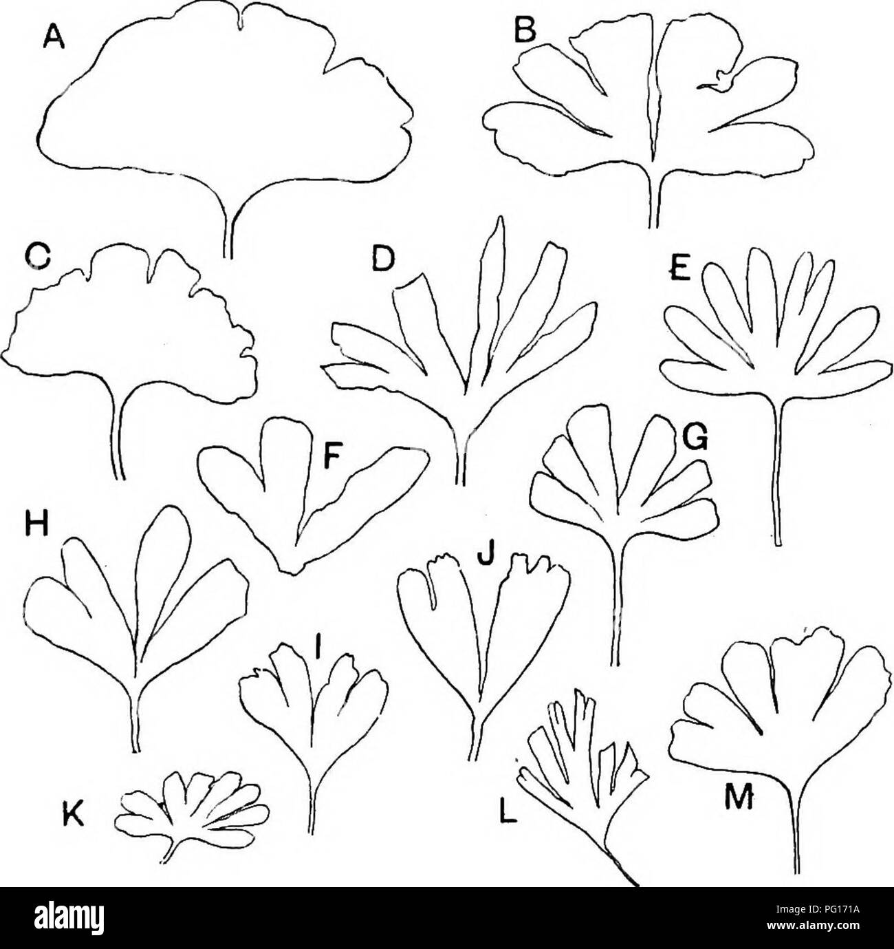 . Fossil plants : for students of botany and geology . Paleobotany. XL] GINKGOITES 17 The leaves of Ginlcgo digitata have a long slender petiole (fig. 634); the lamina is semiorbicular or obcuneate, entire, or more or less deeply divided into equal lobes, or irregularly divided into several. Fig. 635. Ginkgoites. (^ nat. size.) A. Ginkgoites adiantoides. Tertiary, Island of Mull. B. G. pluripartita, Wealden, North Germany (after Sohenk). C. G. digitata, Jurassic, Japan (after Yokoyama). D. G. digitata var. Huttoni, Jurassic, Australia (after Stirling). E. G. sibirica, Jurassic, Siberia (after  Stock Photo