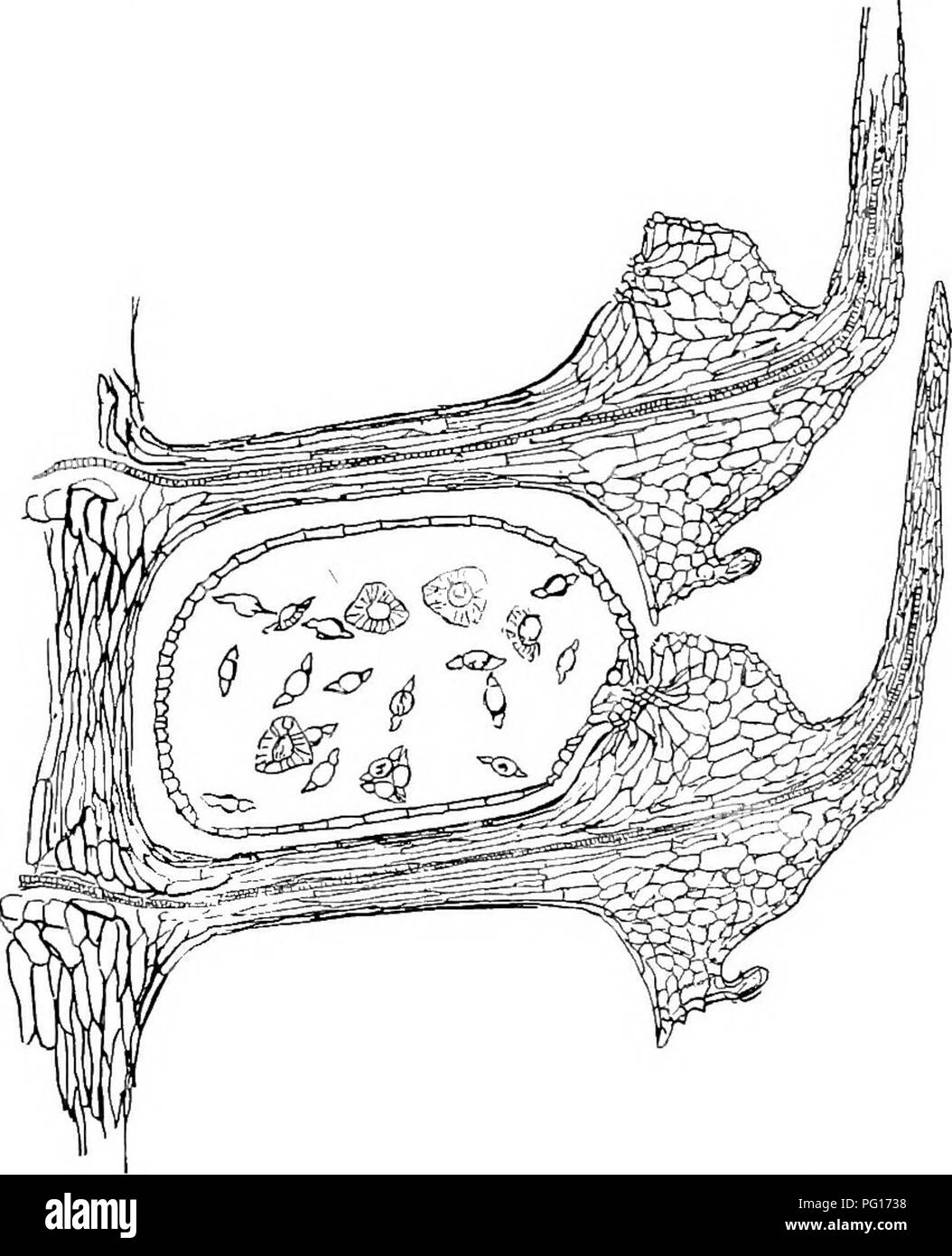. Studies in fossil botany . Paleobotany. i9o STUDIES IN FOSSIL BOTANY is produced into a thick dorsal lobe below, and a larger ventral lobe above (see Fig. 79). The sporangia are not elongated, but ovoid or spherical, and not in any- way attached to the pedicel, but inserted, by means of. Fig. 79.—Spencerites insignis. Somewhat diagrammatic radial section showing two of the sporophylls in connection with the axis. On the lower sporophyll the sporangium is seen, attached at its distal end to the ventral outgrowth ; a few of the winged spores are shown. After Miss Berridge. a short stalk at the Stock Photo