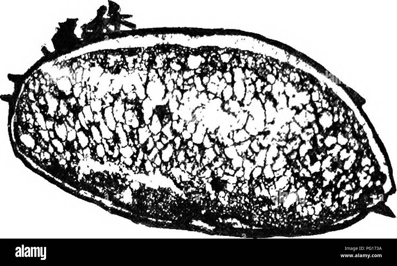 . Studies in fossil botany . Paleobotany. Fig. 77.—Lejiidostrobus Vclthehnianus. Megaspore in section, filled with prothallus, which protrudes somewhat through the opening of the megaspore-wall. X 50. S. Coll. 912. R. S. fact that the megaspores in the sporangium are em- bedded in a massive parenchymatous tissue. In other specimens traces of the archegonia are recognisable. M.. Fig. 78.—Mazocarpon, Benson in MS. Isolated megaspore filled with prothallus. X about 35. From a photograph by Mr. W. Tarns. S. Coll. 1756. Renault found megaspores of a Lepidostrobus in which the prothalloid tissue con Stock Photo