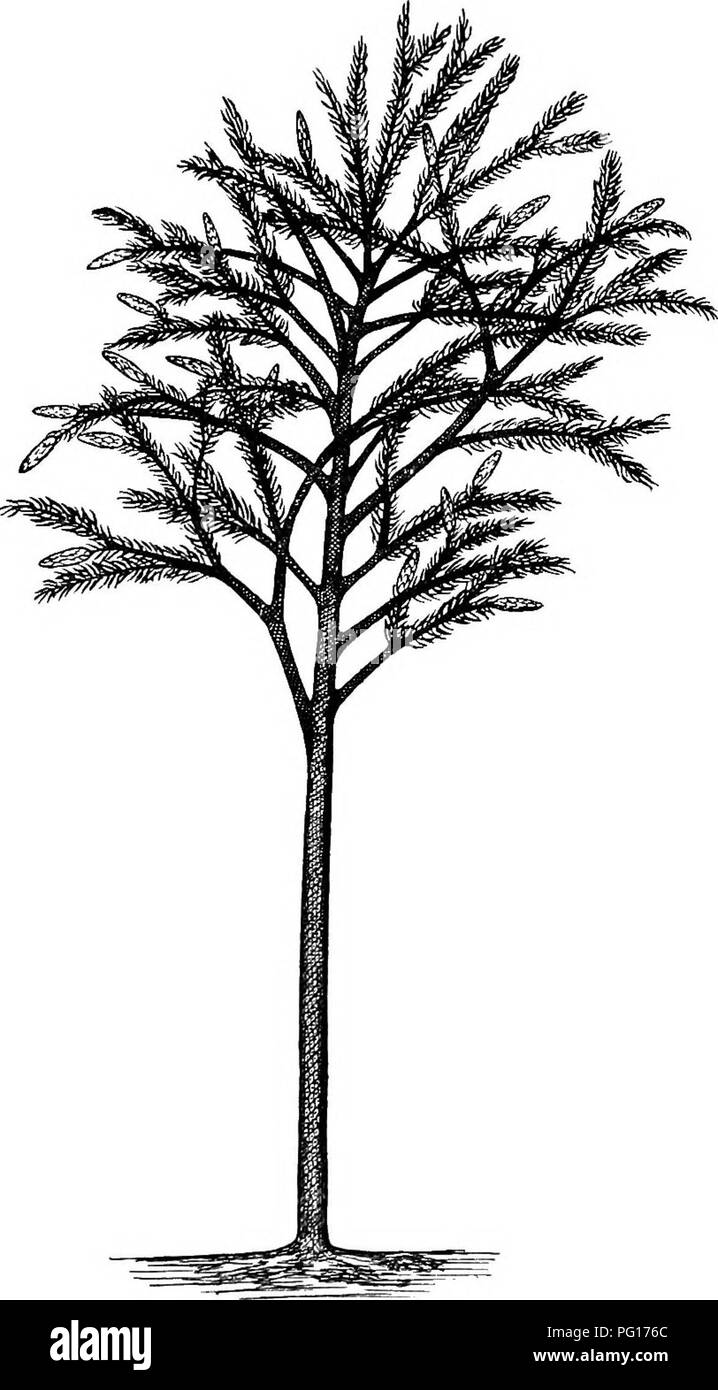 . Studies in fossil botany . Paleobotany. LEPIDODENDRON 127 have beendescribed,accordingtotheirextemal characters. The genus has a wide geological range, first appear-. Fig. 52.—Lepidodendron elegans. Restoration of tree, bearing cones. After Grand'Eury, modified, ing in the Devonian, attaining its maximum in the. Please note that these images are extracted from scanned page images that may have been digitally enhanced for readability - coloration and appearance of these illustrations may not perfectly resemble the original work.. Scott, Dukinfield Henry, 1854-1934. London, A. and C. Black Stock Photo