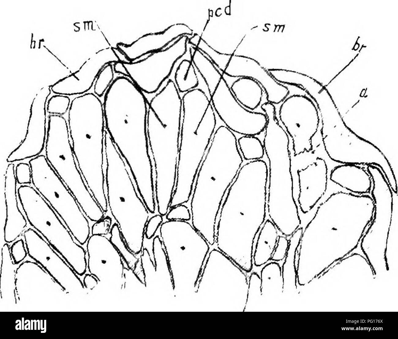 . Studies in fossil botany . Paleobotany. SPHENOPHYLLEAE 109 of considerable size (Fig. 46, A), from which the two sporangia hung down side by side, towards the axis of the cone.1 It appears that the pedicels in this species were short, and that they were arranged in three concentric verticils, on each whorl of bracts—another apparent difference from Sphenophyllum Dawsoni. The pedicel, which much resembles a sterile bract in structure,. Fig. 45.—Bowmanites Romeri. Part of transverse section of cone, br, bracts ; pcd pedicel of sporangiophore ; sm, the two sporangia belonging to it. At a the la Stock Photo