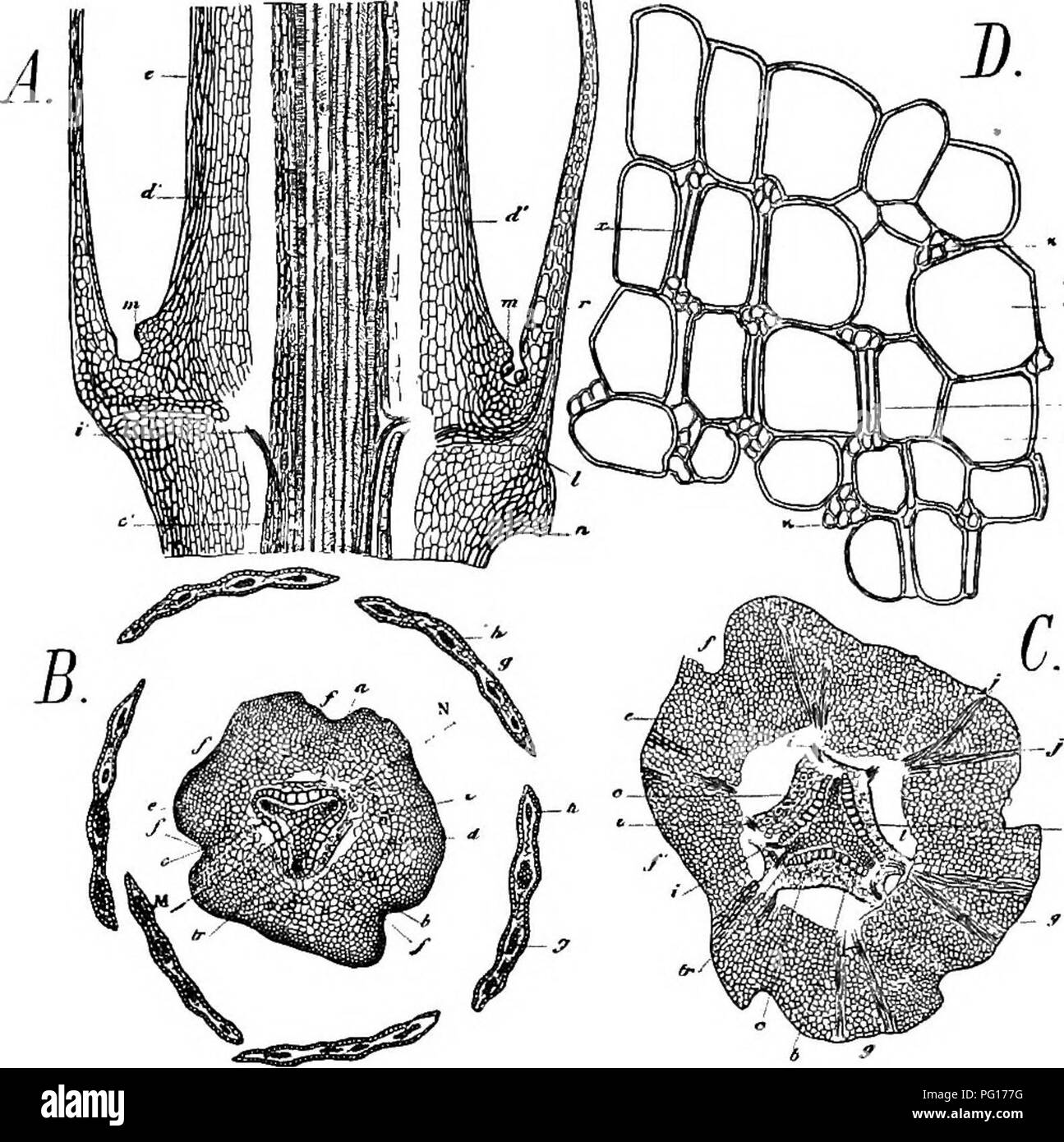 . Studies in fossil botany . Paleobotany. go STUDIES IN FOSSIL BOTANY many roots ; such a structure is very rare in stems, though we find an example in the smaller branches of Psilotum. In some French species of Sphenophyllum,. Fig. 36.—Sphenopkyllum quadrifidum. A. Radial section through a node, showing leaves, cut in the plane bin of Fig. B. In the middle is the stele, showing primary and secondary wood, c', phloem ; d', inner, e, outer cortex ; z', leaf-trace ; /, base of leaf; m, axillary bud (?); n, cortical emergence below node. B. Transverse section of same stem, a little above node, sh Stock Photo
