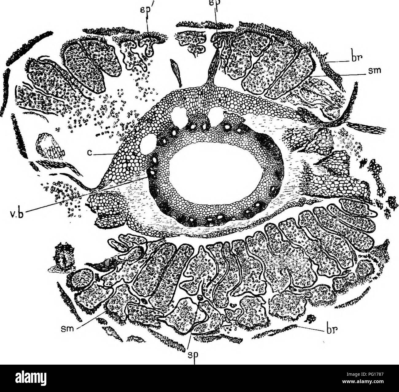 . Studies in fossil botany . Paleobotany. PALAEOSTACHYA 65 of one kind, and of similar dimensions to those of Calamostachys Binneyana. The apparently axillary position of the sporangio- phores in Palaeostachya evidently suggests caution in. Fig. 26.—Palaeostachyavera. Transverse section of cone. Surrounding the fistular pith is the ring of bundles (v£&gt;) grouped in pairs. Outside them is the cortex and disc (c). sp, pedicels of the sporangiophores, some shown attached to the axis, others between the sporangia (sm)} which are grouped in fours around the sporangiophores; sp', remains of peltat Stock Photo