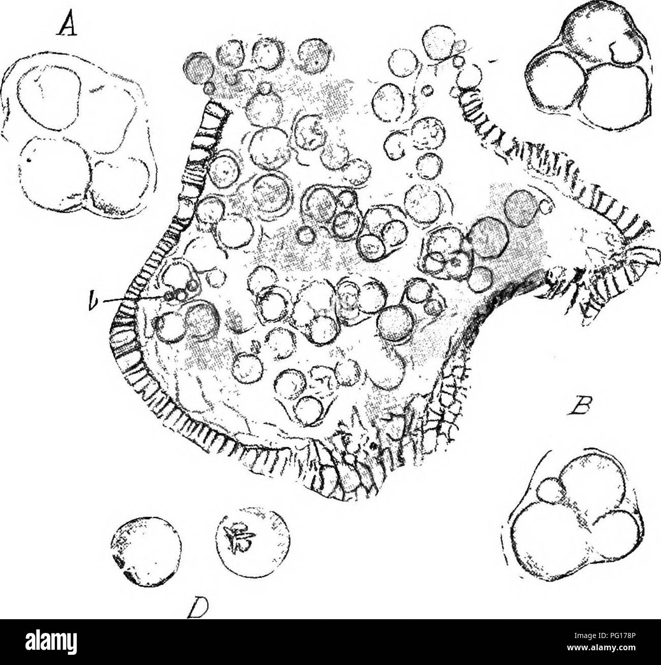 . Studies in fossil botany . Paleobotany. 56 STUDIES IN FOSSIL BOTANY •practically identical with the homosporous species C. Binneyana, the differences between them being of a trivial kind. In some of the sporangia, however, numerous small spores are contained—slightly smaller than those c. Fig. 22.—Calamostachys Binneyci7ia. A single sporangiumj containing spores in tetrads. Many of the spores are abortive (£). The structure of the sporangial wall is well shown. X ioo. A. Tetrad with all four spores about equal. B, C. Tetrads, each with one abortive spore. D. Ripe spores showing the triradiat Stock Photo