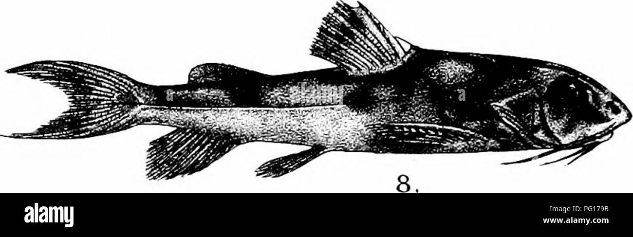 . The fishes of India; being a natural history of the fishes known to inhabit the seas and fresh waters of India, Burma, and Ceylon. Fishes. R.Mmtem del Mintem Bros imp 1, SISOR RHABDOPHORDS. 2 LEIOCASSIS RAMA (T 5, G.CENIA (young) 6,GITCHKEEA. 3,BAGARIUS Y/RRELLII, 4., GAGATA CENlA (ADULT.) NANGRA VIRIDESCENS . O.N, PTO^CTATA.. Please note that these images are extracted from scanned page images that may have been digitally enhanced for readability - coloration and appearance of these illustrations may not perfectly resemble the original work.. Day, Francis, 1829-1889. London, B. Quaritch Stock Photo