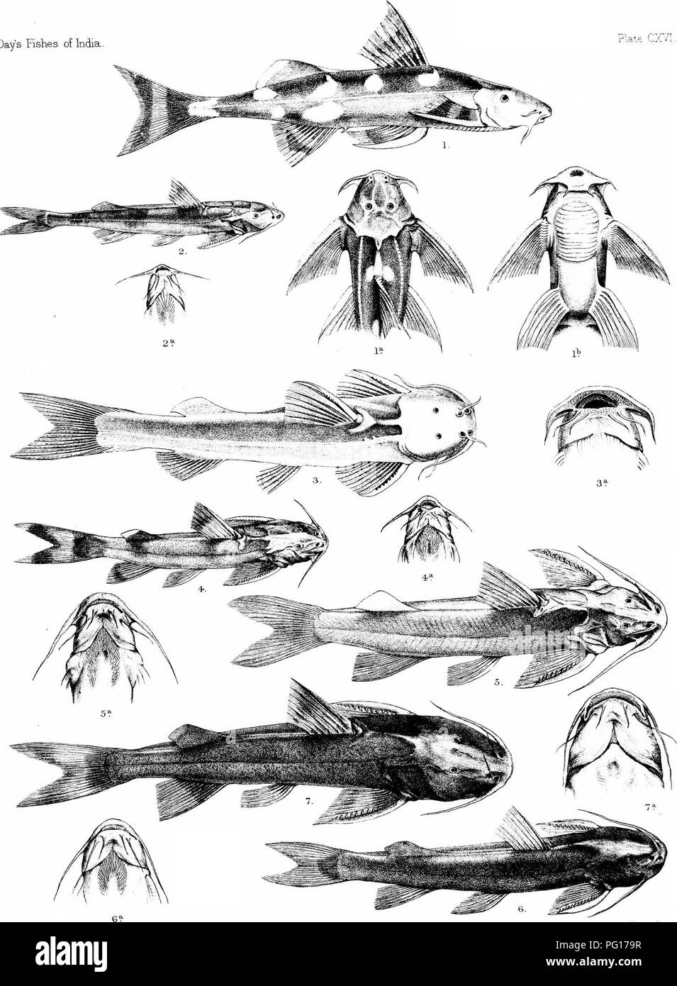 . The fishes of India; being a natural history of the fishes known to inhabit the seas and fresh waters of India, Burma, and Ceylon. Fishes. Day's Fishes of India Plale Cr/I.. Wintem Br^-^s. imp C L.GnestacVi del I PSFUDFCHEOTIS SUT.CATUS. 2 .GLYPTOSTERNUM TELCHITTA. 3,G TRILINEATUM 4, G MADBASPATANUM, l.PSEUDECHEW.tb bUlLA J g, G. PF.CTINOPTERUM. 7,EUC-LYPT0STEPJ^JM LINEATUM. 5,G.G0NlR0STRlt. Please note that these images are extracted from scanned page images that may have been digitally enhanced for readability - coloration and appearance of these illustrations may not perfectly resemble th Stock Photo