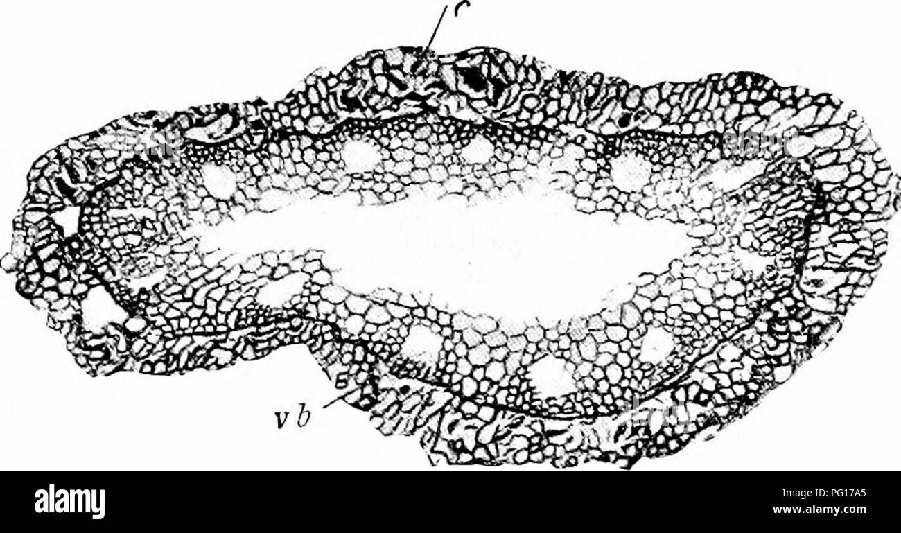 . Studies in fossil botany . Paleobotany. 22 STUDIES IN FOSSIL BOTANY preserved at the very commencement, or even before the commencement, of secondary growth, as shown in Fig. 5. This is a comparatively rare stage to find, and when it is found, it is nearly always in a small twig. The larger stems of Catamites are rarely, if ever, met with at so early a stage of development. In a twig in this early condition, before secondary thickening has begun, the pith is often persistent (though fistular in the specimen figured), and round it we find a ring of. Fig. 5.—Calaviites, sp. Transverse section  Stock Photo