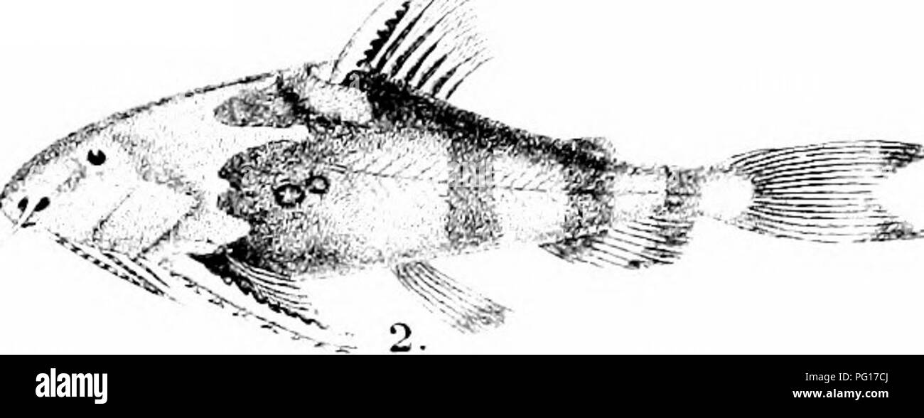 This work documents the diverse fish species inhabiting the seas and ...