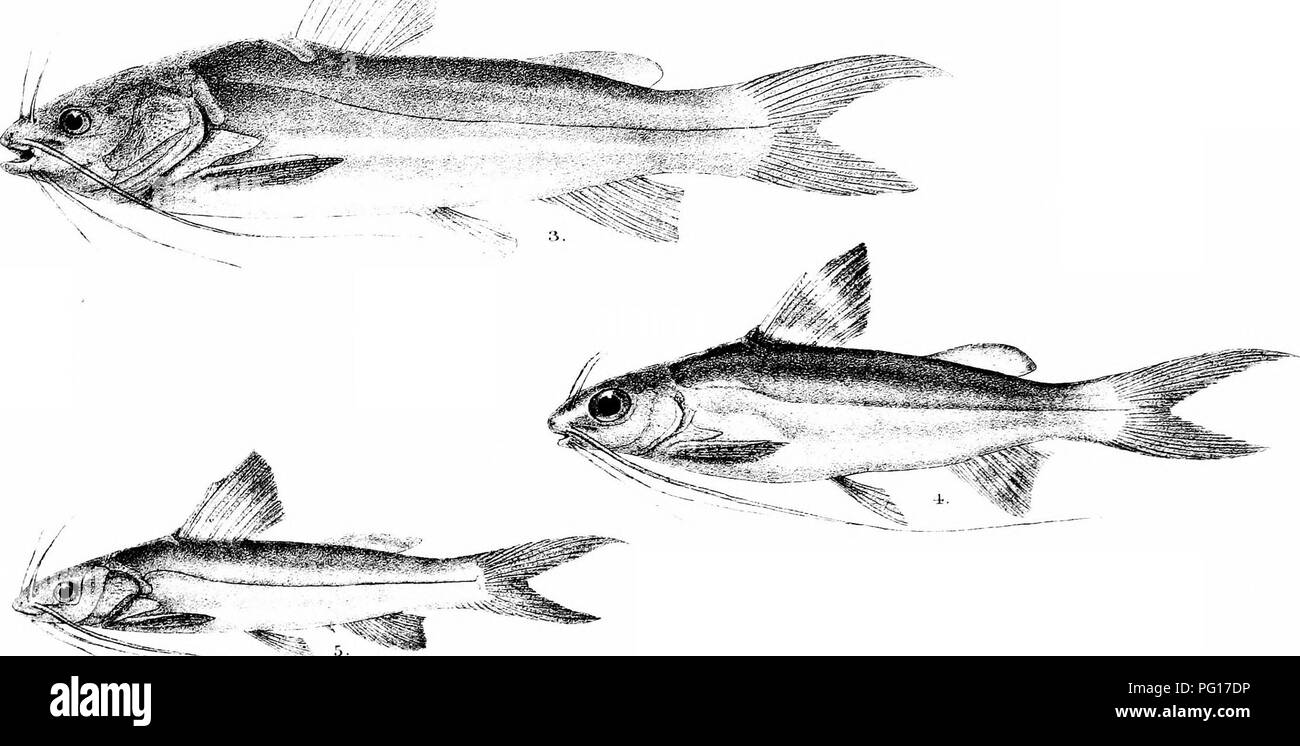 . The fishes of India; being a natural history of the fishes known to inhabit the seas and fresh waters of India, Burma, and Ceylon. Fishes. xk mi. :,n-erT. Jrj£ irr.p 1. GYNOOLOSSUS ^UlNQUbLINE.^TUS ^ .r AREL, 3 , WACROi;jiS £, M. KELETIUS. 4-. M. ccuLAi ;;. Please note that these images are extracted from scanned page images that may have been digitally enhanced for readability - coloration and appearance of these illustrations may not perfectly resemble the original work.. Day, Francis, 1829-1889. London, B. Quaritch Stock Photo