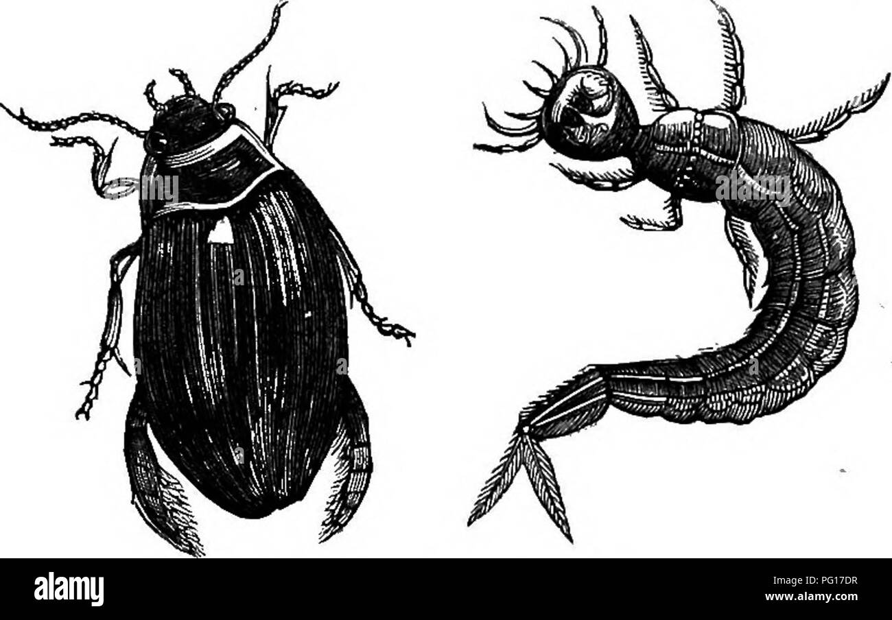 . Studies in animal life . Zoology; Nature study. 52 STUDIES IN ANIMAL LIFE.. Fig. 12.—Watek Beetle and its larva. nor would you imagine that this Water-tiger would be so &quot; high fantas-' tical&quot; as to breathe by his tail. Yet he does both, as you will.' find if you watch him in your aqua- rium. Continuing our search, we light up- on the fat, sluggish, ungraceful larva of the graceful and bril- liant Dragon-fly, the falcon of insects (Fig. 13). He is useful for dissection, so pop him in. Among the dead leaves you per-. Please note that these images are extracted from scanned page image Stock Photo