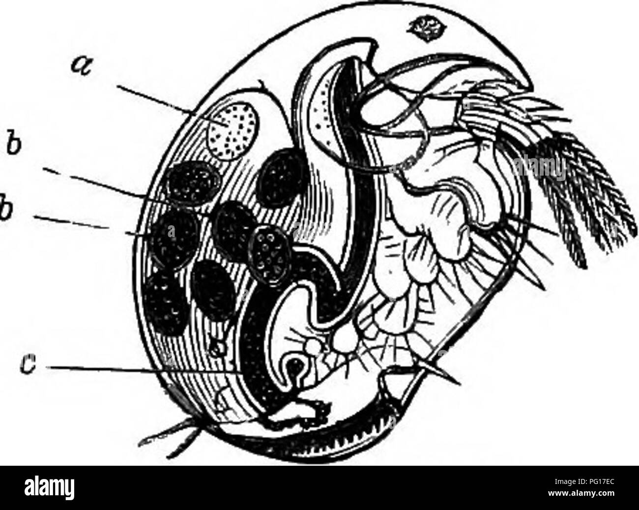 Studies in animal life . Zoology; Nature study. Fig. 8 CloLOPS. 0} large antennse; &, smaller do.; c, egg-sacs (magnified). Fig. 9.—Daphhia. a, pulsatile sac, or heart; 6, eggs; c, digestive Studies in animal life . Zoology; Nature study. Fig. 8 CloLOPS. 0} large antennse; &, smaller do.; c, egg-sacs (magnified). Fig. 9.—Daphhia. a, pulsatile sac, or heart; 6, eggs; c, digestive