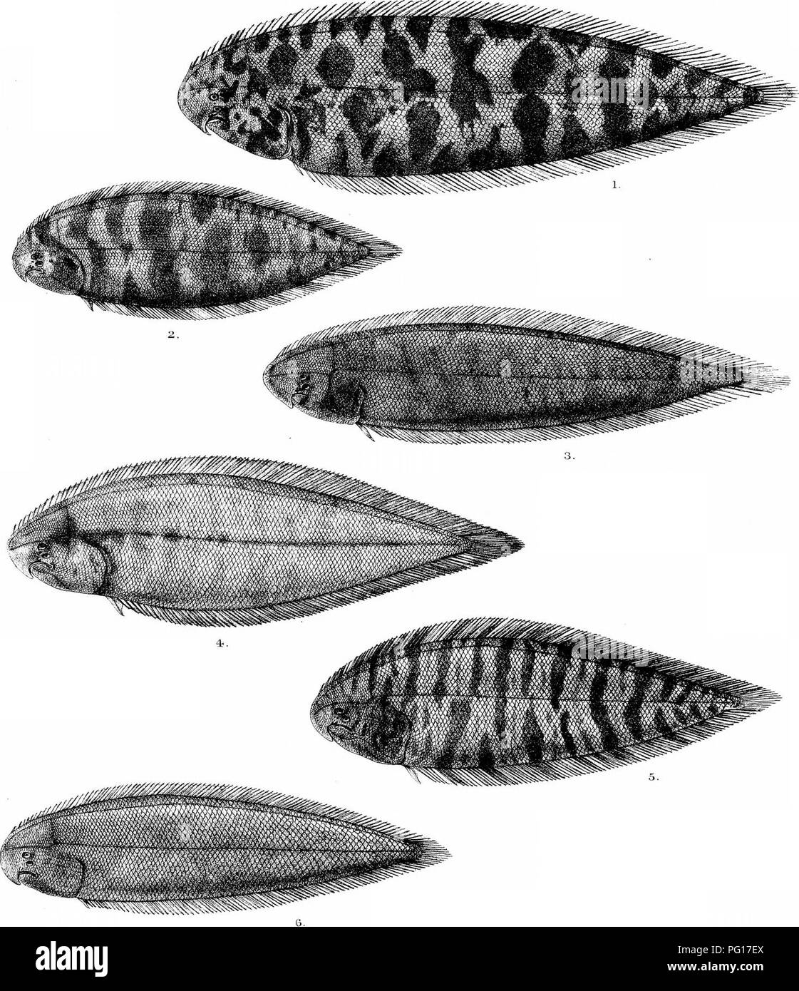 . The fishes of India; being a natural history of the fishes known to inhabit the seas and fresh waters of India, Burma, and Ceylon. Fishes. Day's Fishes of India . Platp aG. FDav del RldinlBi-nlit},, 1. CYNOGLOSSUS PUNCTICEPS C BRE'1S. 3. C LIDA 4, C 6, C, BREVIROSTRIS. 3ENGALENSIfc 5. C.SEMIFASCIATUS.. Please note that these images are extracted from scanned page images that may have been digitally enhanced for readability - coloration and appearance of these illustrations may not perfectly resemble the original work.. Day, Francis, 1829-1889. London, B. Quaritch Stock Photo