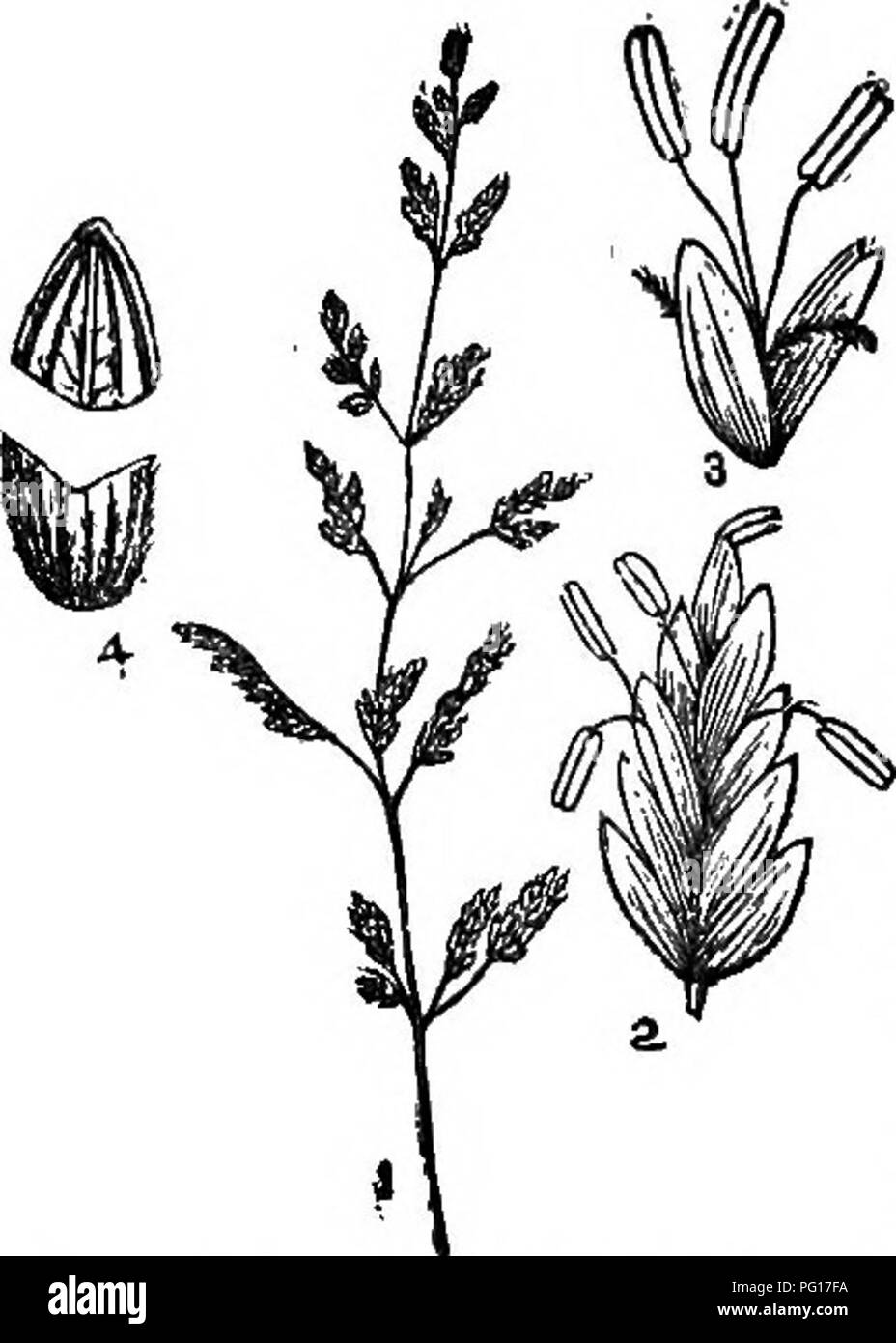 . The grasses of Tennessee; including cereals and forage plants. Grasses; Forage plants; Grain. IN TENNESSEE. 229. POA, L.â(Meadow Grass). Panicle of I'oa compressa, reduced in size (1); a magnified spikelets (2); a sepa- rate flower more magnified (3); a lower palet cut across and somewhat outspread (4), vate or lanceolate, laterally compressed, several; 2-10 flowered in an open panicle. Glumes mostly shorter â than the flowers; the lower smaller. Low- er palet membranaceous; herbaceous, with a delicate scarious, margin; compressed, keeled, pointless, 5 nerved, (the inter- mediate nerves more Stock Photo
