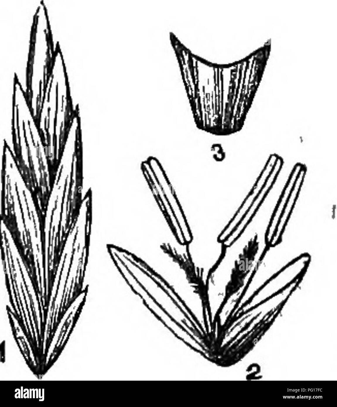 . The grasses of Tennessee; including cereals and forage plants. Grasses; Forage plants; Grain. 228 NATIVE FORAGE PLANTS all over; awn only one-third the length of the lance—oblong flower. Dry ground, scattered in the woods. Ought to be tried how it docs under cultivation. BEOMUS CILIATUS, I*(Ciliated Broom Grass). Has a compound panicle, loose, nodding, spikelets seven to twelve flowered, flowers tipped with awns less than their length, leaves large. Culms three to four feet high. Grows in old fields Worthless. FESTUCA, Linn—(Fescue Grass). A spikelet nf F. elatior enlarged (1); a se s : flo Stock Photo