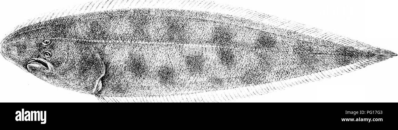 Mathiran Fish This natural history book explores the diverse fish species inhabiting ...