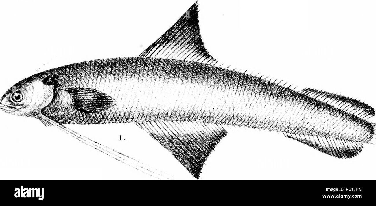 *The Fishes of India* by Francis Day provides an extensive catalog of