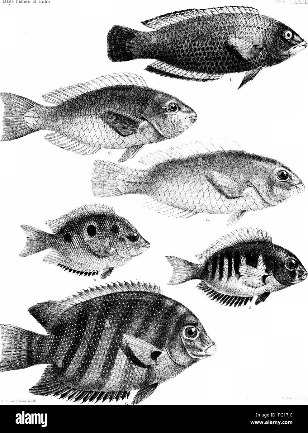 . The fishes of India; being a natural history of the fishes known to inhabit the seas and fresh waters of India, Burma, and Ceylon. Fishes. Day's Fishes of India IXXXIX. I;l:ntei'L. Bi &gt;&gt; nu 1 PSEUDODAX MOLUCCANUS. 2, PSEHDOSCARUS CHRYSOPOMA. ;.V P .^EFtUCaNOSUS. 4 ETROPLUS MACULATUS, 5. E.CANARENSIS. 6, E. SURATENSIS,. Please note that these images are extracted from scanned page images that may have been digitally enhanced for readability - coloration and appearance of these illustrations may not perfectly resemble the original work.. Day, Francis, 1829-1889. London, B. Quaritch Stock Photo