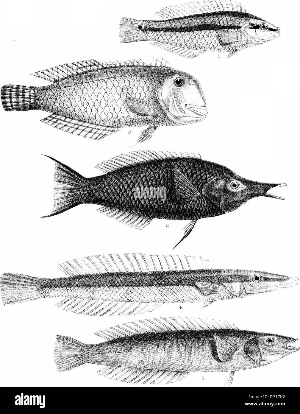 . The fishes of India; being a natural history of the fishes known to inhabit the seas and fresh waters of India, Burma, and Ceylon. Fishes. Day's Fishffs of India PiaJ r IXXXVJll. KMmfCTT, Jel.rt M-h. l.linl-rr, Bi-i, â .,;: 1 PLATYGLOSSUS HYRTLII. S.NOVACULA PUNCTULATA. :3, GOMFKCSUS C^.R'JL E'jS ' ' 4, GKEILIO INEP.MIS. 5, GCRIS AYGULA.. Please note that these images are extracted from scanned page images that may have been digitally enhanced for readability - coloration and appearance of these illustrations may not perfectly resemble the original work.. Day, Francis, 1829-1889. London, B.  Stock Photo