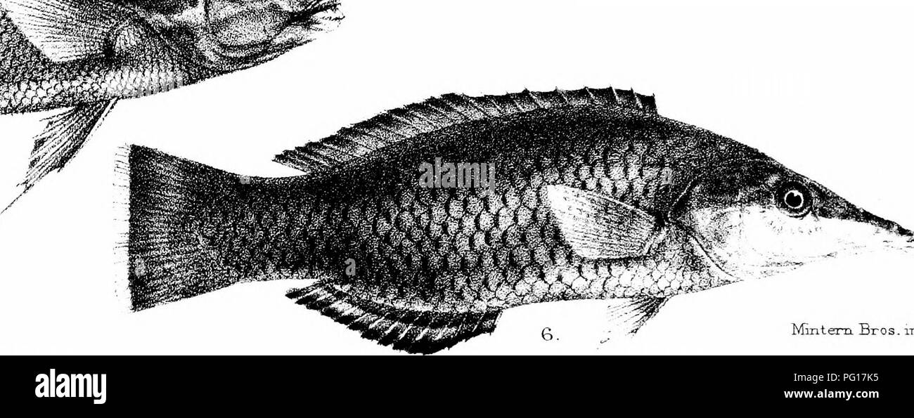 . The fishes of India; being a natural history of the fishes known to inhabit the seas and fresh waters of India, Burma, and Ceylon. Fishes. 'v--^- ..«irf! yf'-^r^i F l)„y i S.r.ji,i, ,l,.-l f'l l.ll.. I .ILM.IS ,11.NA1TIS J. HKBRATCA. 3 , J. PURPUREA. 4, J, JA.NSENI 6, GOMPHOSUS PF;nTGRAl.[S. 5,C0R1S F0RN40SA.. Please note that these images are extracted from scanned page images that may have been digitally enhanced for readability - coloration and appearance of these illustrations may not perfectly resemble the original work.. Day, Francis, 1829-1889. London, B. Quaritch Stock Photo