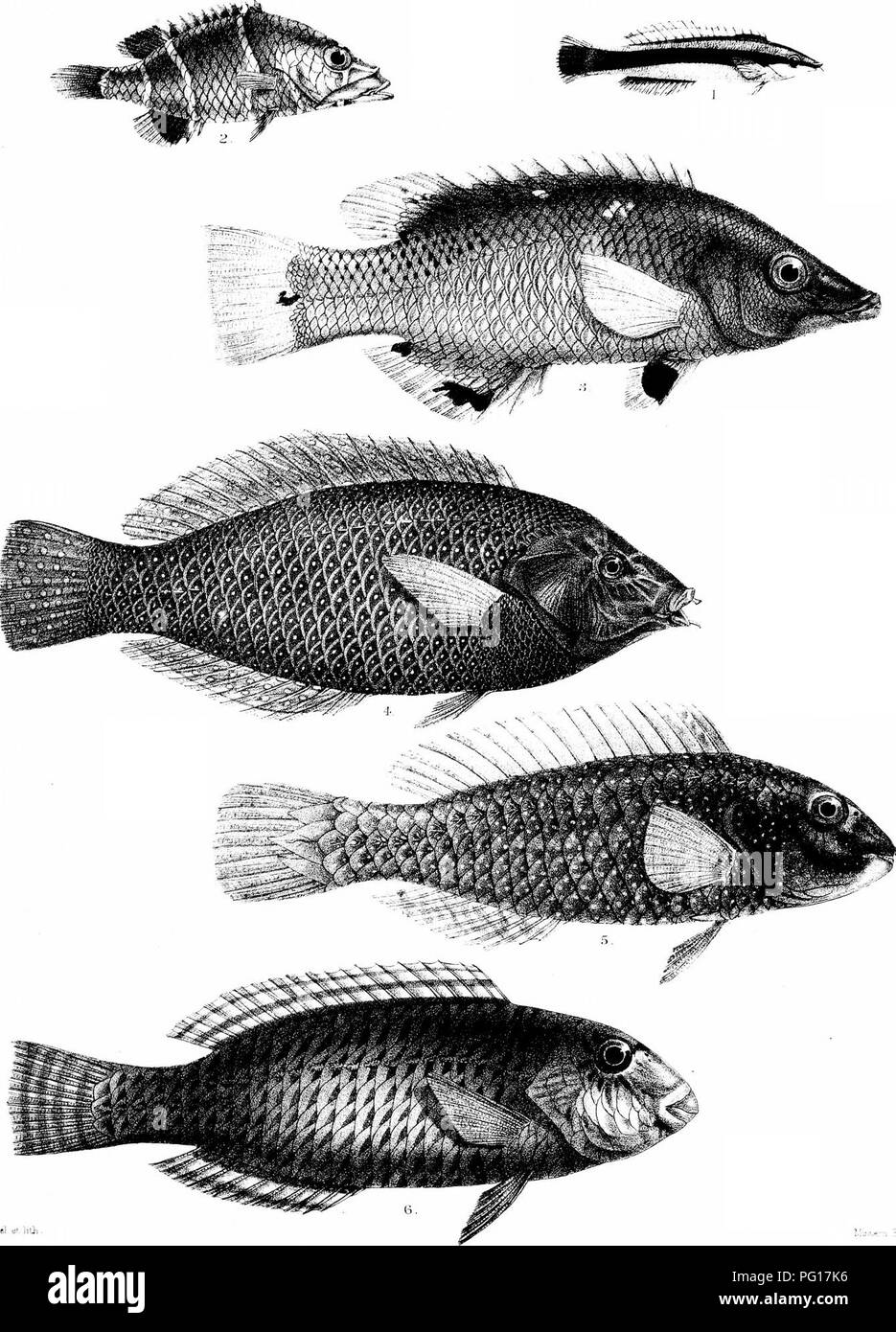 . The fishes of India; being a natural history of the fishes known to inhabit the seas and fresh waters of India, Burma, and Ceylon. Fishes. Days Fishes of iiidjd ^'iai ^ irxxr/ii RMmtern del «t lith. .uit^r:&quot;: :;rc&quot; :in&quot;o I.LABROIDES DIMIDIATUa S, EPJBULUS STRIATUS. Ti, COSSYPHUS DIAi L-. 5, SCARTCTITHYS C/ERULEOPUlJ CTAT US. l^ PSEUDOSCArj; 4., AlIAlviPSr:^: C^RULEo^UNCTAT' RlVYI^ATCo.. Please note that these images are extracted from scanned page images that may have been digitally enhanced for readability - coloration and appearance of these illustrations may not perfectly r Stock Photo