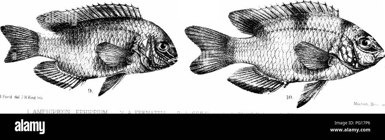 . The fishes of India; being a natural history of the fishes known to inhabit the seas and fresh waters of India, Burma, and Ceylon. Fishes. G H.Ford del JRKmg Inn .AMPHIPRIOiN EPHIPPIUM. 2,AFRENATUS S.A.SEBJ:. ^ 4rERn[JL:. -. PF'^MP^'S Pitr 6, TETRADRACHMUM ARUANUM. 7, POlvt/^.CENTRUs' JERDONi ' 8 p&quot; P^N-â TATHS 9, P ALBOFASCIATUS. 10, P. PRIMACULATUS -â ^LAiU;. Please note that these images are extracted from scanned page images that may have been digitally enhanced for readability - coloration and appearance of these illustrations may not perfectly resemble the original work.. Day, Fra Stock Photo