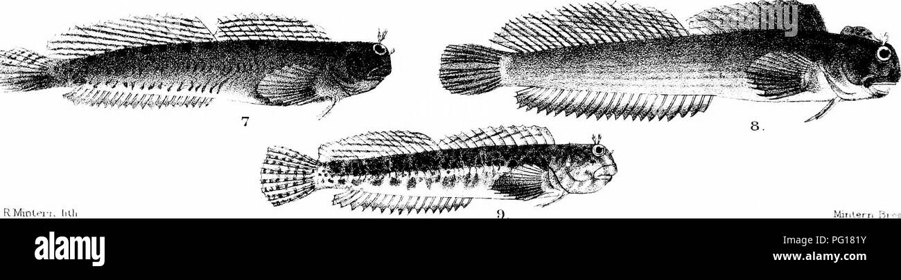 . The fishes of India; being a natural history of the fishes known to inhabit the seas and fresh waters of India, Burma, and Ceylon. Fishes. 'â H l''rr,l ae; RMinL.-j'K liLl Mirit.ern Bi '-s ], BU'.NNIUS STl'JNDACHNERl, SALARIA.S KUSCUS TR1UACTYLU3. 5,S.UN1G0L(1R (I'EMALE). 6, S. IWIGOLOR (MALE). -T-, S EUSSUMIERE 8,S.LINEATU 4. S. QliADRICC'RUI? ;EIALt.). ;iAEE) eSERENATUE.'. Please note that these images are extracted from scanned page images that may have been digitally enhanced for readability - coloration and appearance of these illustrations may not perfectly resemble the original work. Stock Photo