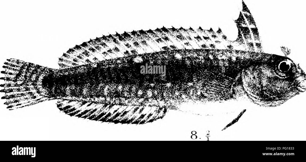 . The fishes of India; being a natural history of the fishes known to inhabit the seas and fresh waters of India, Burma, and Ceylon. Fishes. ^l ^^^y^^e^i^pyi^^. C.H.Ford del Siiimi lilh. Ltem brcs 1, ELEOTRIS MURALIS, 5 , SALARIAS PERIOPHTHAI ,1;!US. 2,E,CANARENSIS. 3,G0BI0IDFS TENUIS, e,S,KIRKIl, &quot;, PETROSGIRTES VARIABILIS, 4-,G CIRRATUS 8, LIENi!.RDI. Please note that these images are extracted from scanned page images that may have been digitally enhanced for readability - coloration and appearance of these illustrations may not perfectly resemble the original work.. Day, Francis, 1829 Stock Photo