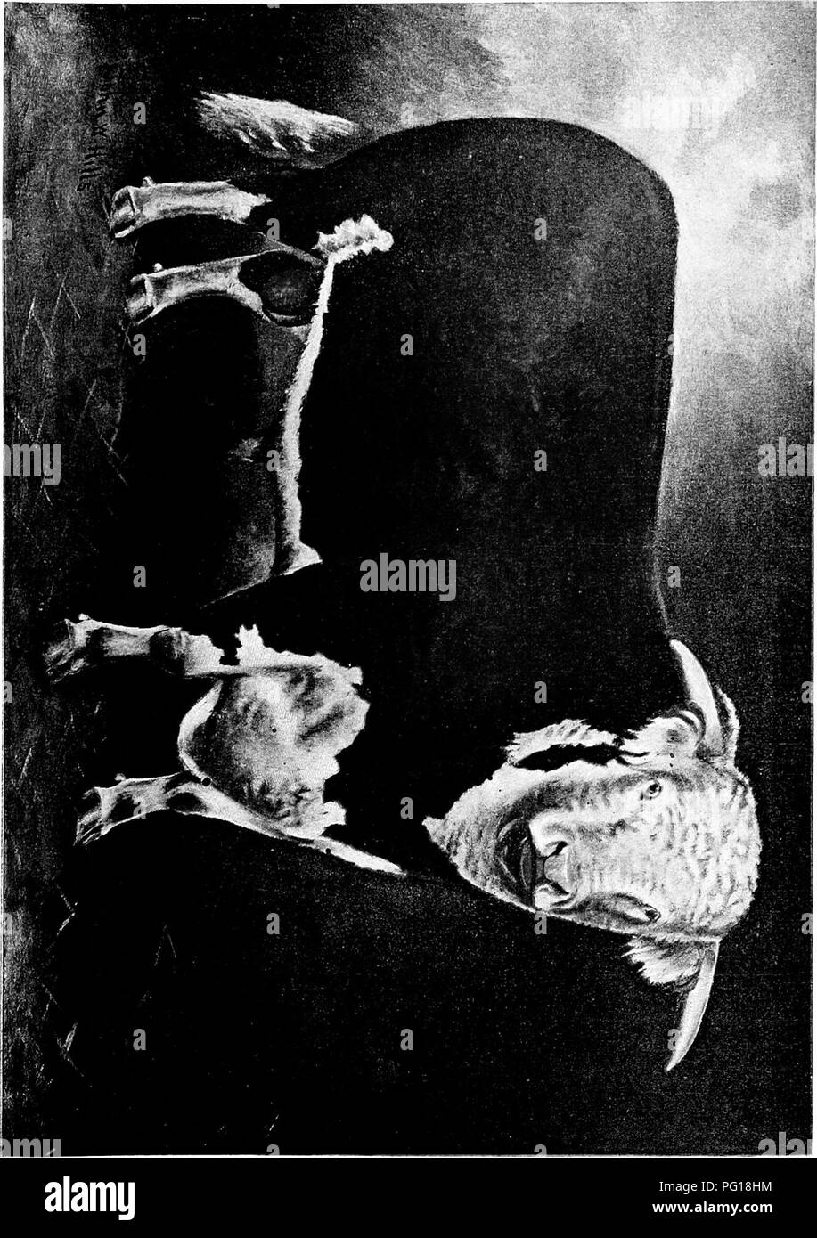 . History of Hereford cattle : proven conclusively the oldest of improved breeds . Hereford cattle. . Please note that these images are extracted from scanned page images that may have been digitally enhanced for readability - coloration and appearance of these illustrations may not perfectly resemble the original work.. Miller, T. L. (Timothy Lathrop), 1817-1900; Sotham, Wm. H. (William H. ). Chillicothe, Mo. : T. F. B. Sotham Stock Photo