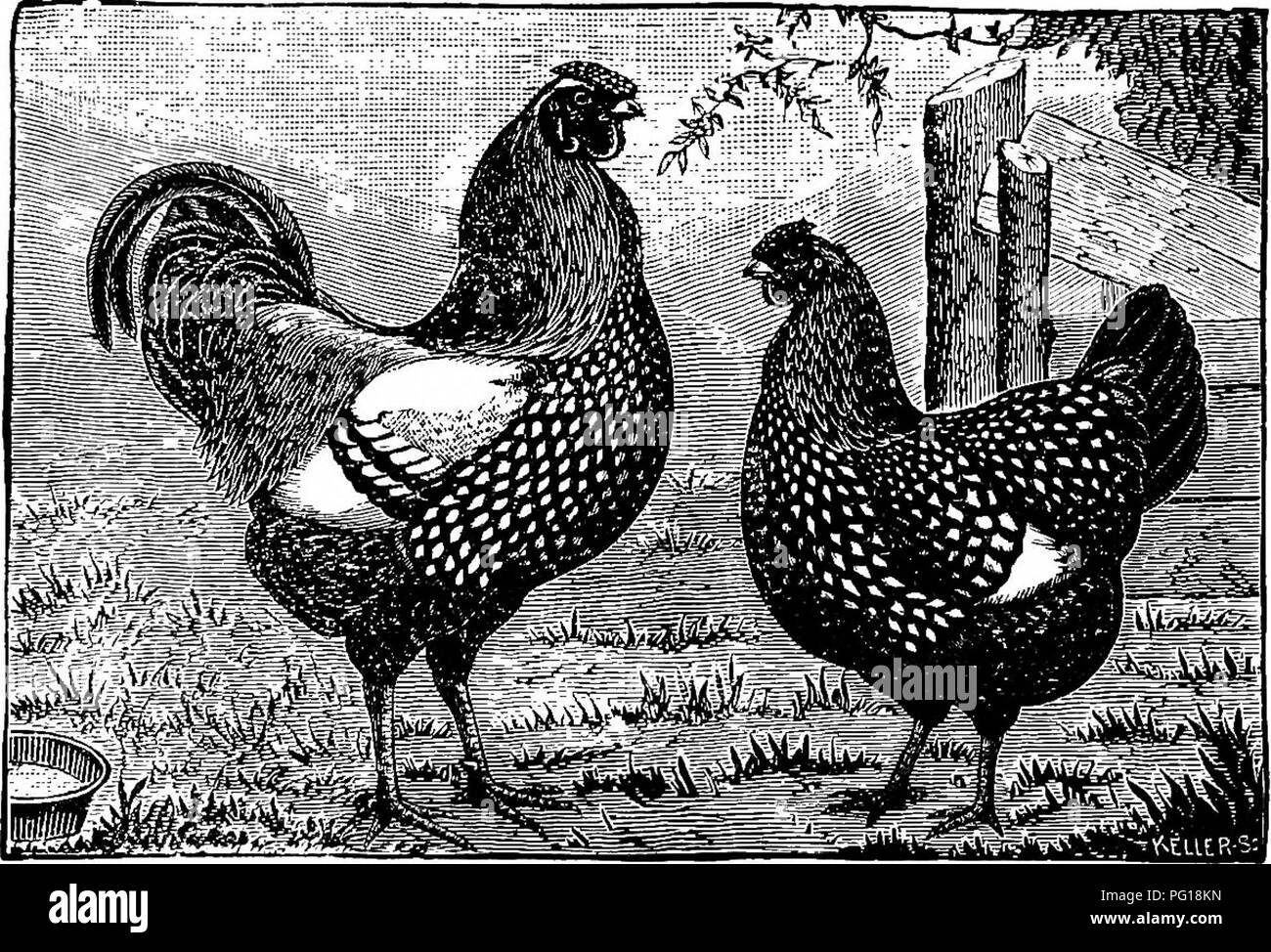 The successful stockman and manual of husbandry . Livestock; Veterinary  medicine. POULTRY DEPARTMENT. 423 but in the spring they want to eternally  sit, so few eggs are the result. Of all