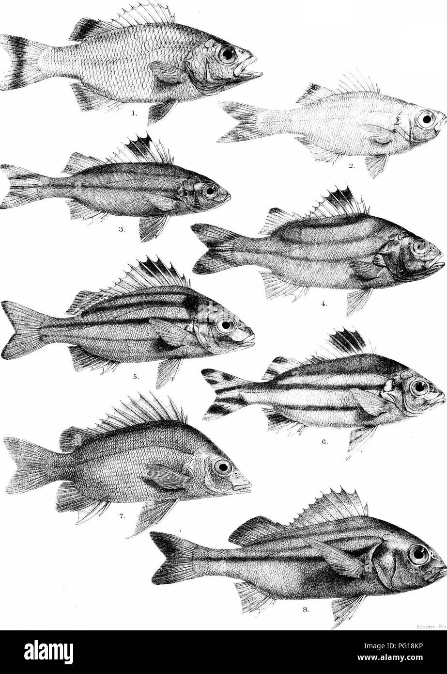 . The fishes of India; being a natural history of the fishes known to inhabit the seas and fresh waters of India, Burma, and Ceylon. Fishes. Days Fisines ol India Plate :i. uH Ford del R.Mmtern lith. Minteri i Bros - imp 1 railFS MARGINATUS 2 D ARGENTEUS^ 3. THERAPON PUTA. 4,T. JARBUA 5. T QUADRILINEATUS, 1, DULEb ^^&quot;&quot;&quot;^^^6 T- THERAP^ 7. DATNIA ARGENTEA. b.PRISTlPOMA NAGEB.. Please note that these images are extracted from scanned page images that may have been digitally enhanced for readability - coloration and appearance of these illustrations may not perfectly resemble the o Stock Photo