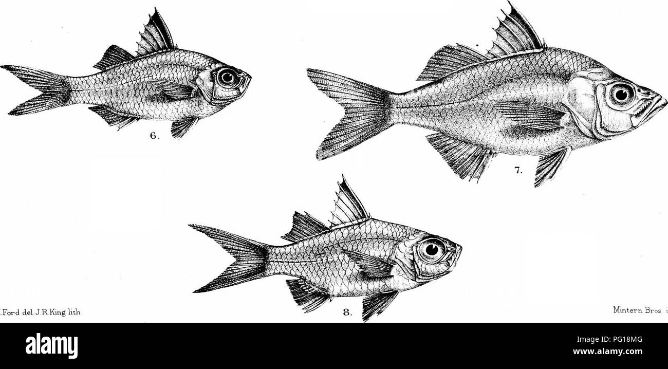 . The fishes of India; being a natural history of the fishes known to inhabit the seas and fresh waters of India, Burma, and Ceylon. Fishes. G HPord del J R Kmg lilh Mintern Bros unj. 1, AMBASSIS BACULIS. 2. ATHOMASSI. 3,A, COMMERSONII, 4, A.NALUA. b, A.INTERRUPTA 6, A.fTfMNOCEPHALUS. 7.A.VAYI. 8, A. UROT^ENIA. Please note that these images are extracted from scanned page images that may have been digitally enhanced for readability - coloration and appearance of these illustrations may not perfectly resemble the original work.. Day, Francis, 1829-1889. London, B. Quaritch Stock Photo