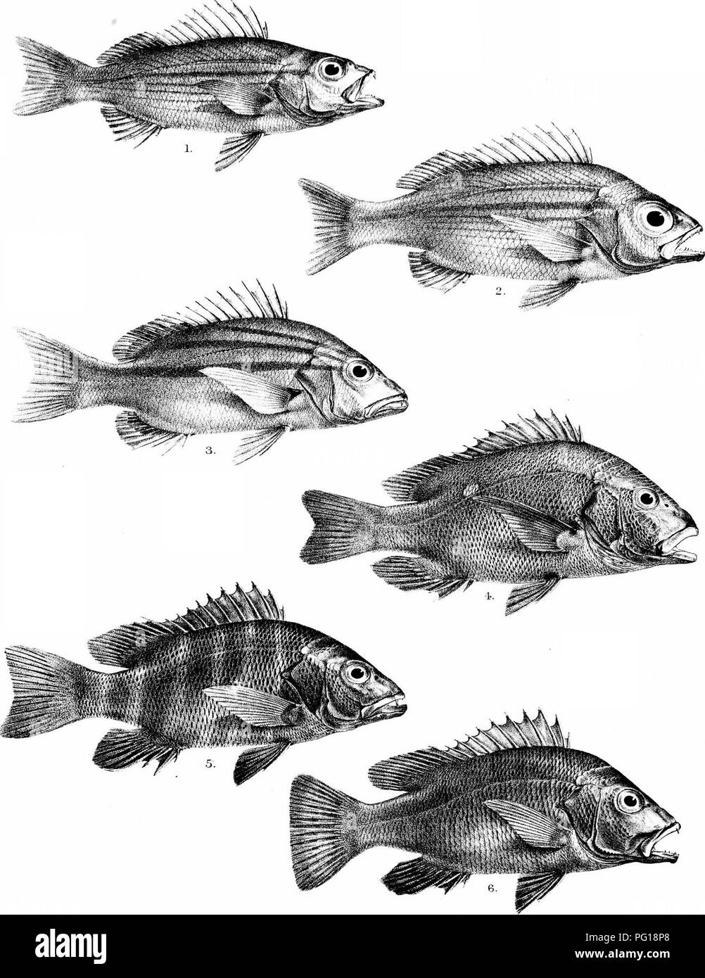 . The fishes of India; being a natural history of the fishes known to inhabit the seas and fresh waters of India, Burma, and Ceylon. Fishes. Day's Fishes of Indi Plate XI.. GH.Ford del JRKinglith. Mmtern Bros 1, LUTIANUS LINEOLATUS, 2, L.LINEOLATUS ( VAR, NOULENY-) 3, L.CHRYSOT/EMIA. 4,L.RIVULATUS. 5, L. ARGENTIMACULATUS. 6. L ROSEUS,. Please note that these images are extracted from scanned page images that may have been digitally enhanced for readability - coloration and appearance of these illustrations may not perfectly resemble the original work.. Day, Francis, 1829-1889. London, B. Quari Stock Photo