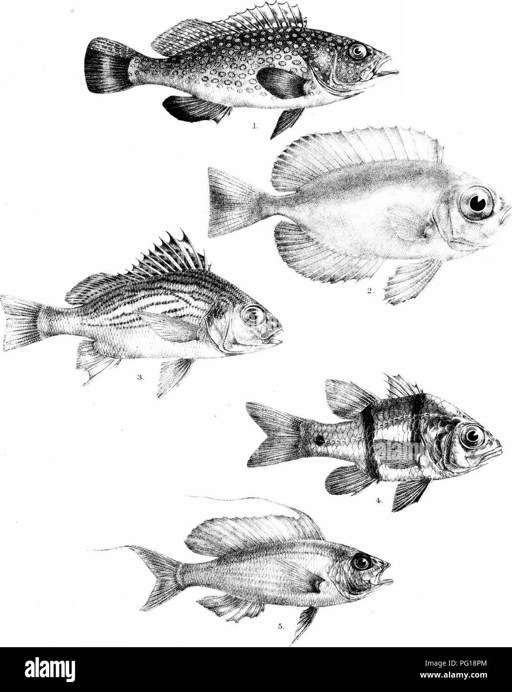 . The fishes of India; being a natural history of the fishes known to inhabit the seas and fresh waters of India, Burma, and Ceylon. Fishes. Days FisKes of ir Plate WL. G H Tord del Siasira lilVi Mintem Bros. imp. 1 SERRANUS WAANDERSI. 2. PRIACANTHUS BLOCHII. 3. PRISTIPOMA COMMERSONIL 4. APOGON T.ENIATUS. 5. SYNAGRIS LUTEUS. Please note that these images are extracted from scanned page images that may have been digitally enhanced for readability - coloration and appearance of these illustrations may not perfectly resemble the original work.. Day, Francis, 1829-1889. London, B. Quaritch Stock Photo